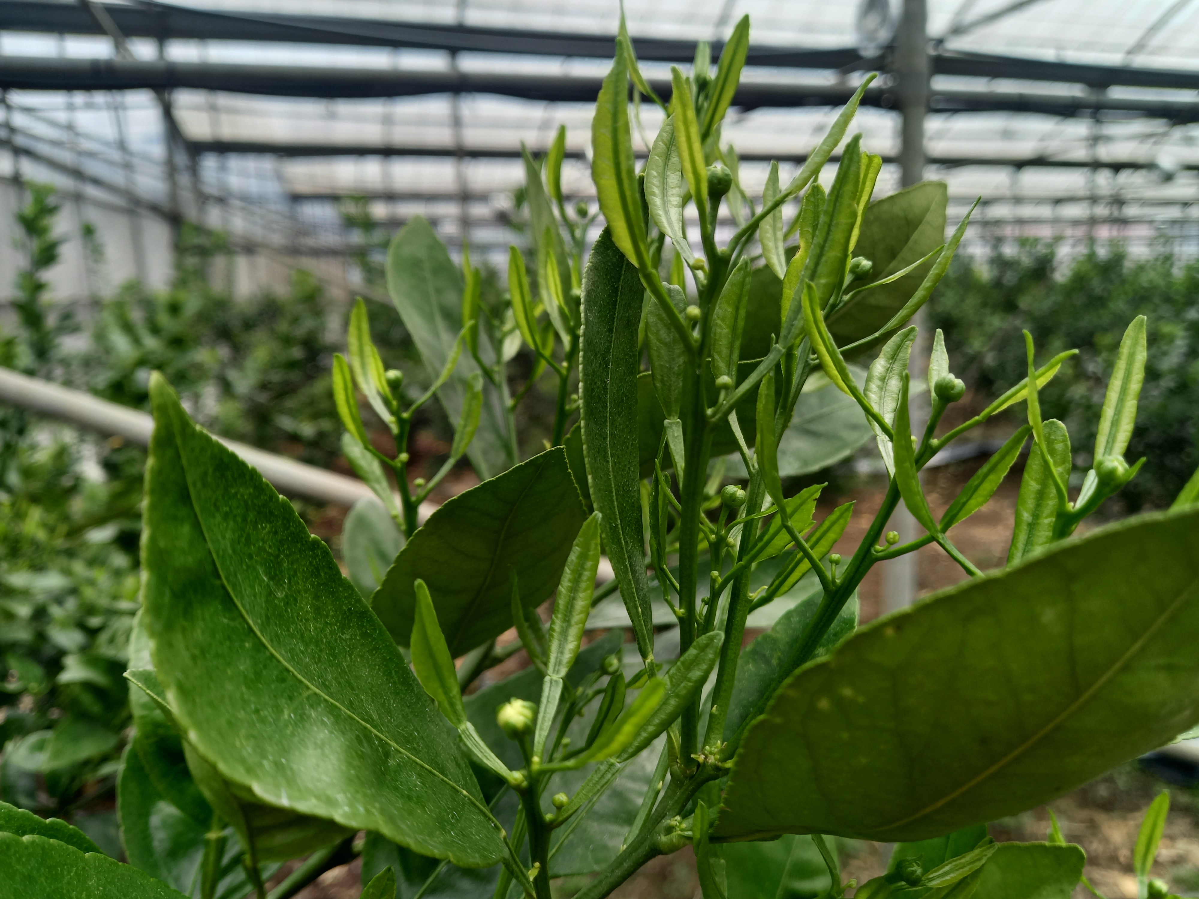 한라봉 총상유엽화 관련 문의