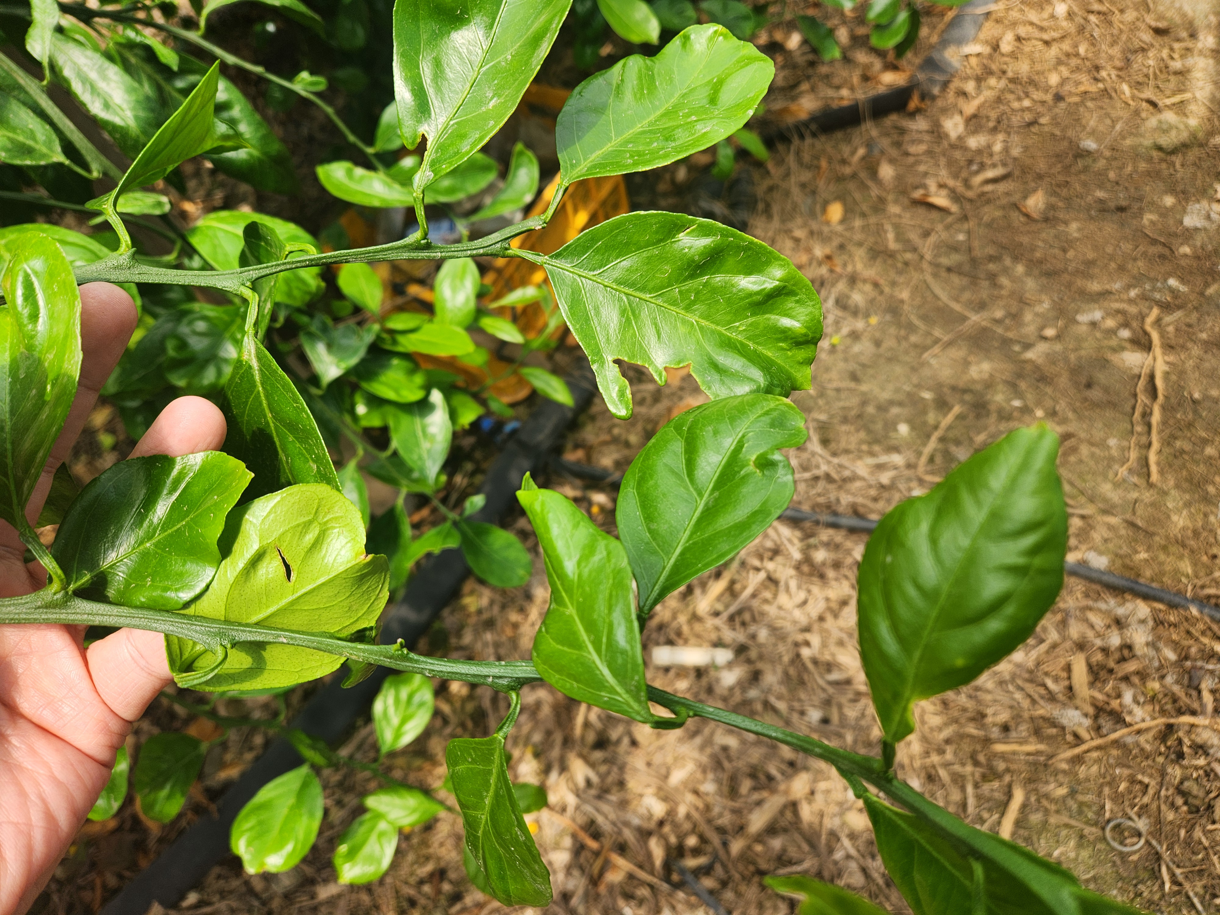 감귤잎 상태 질의