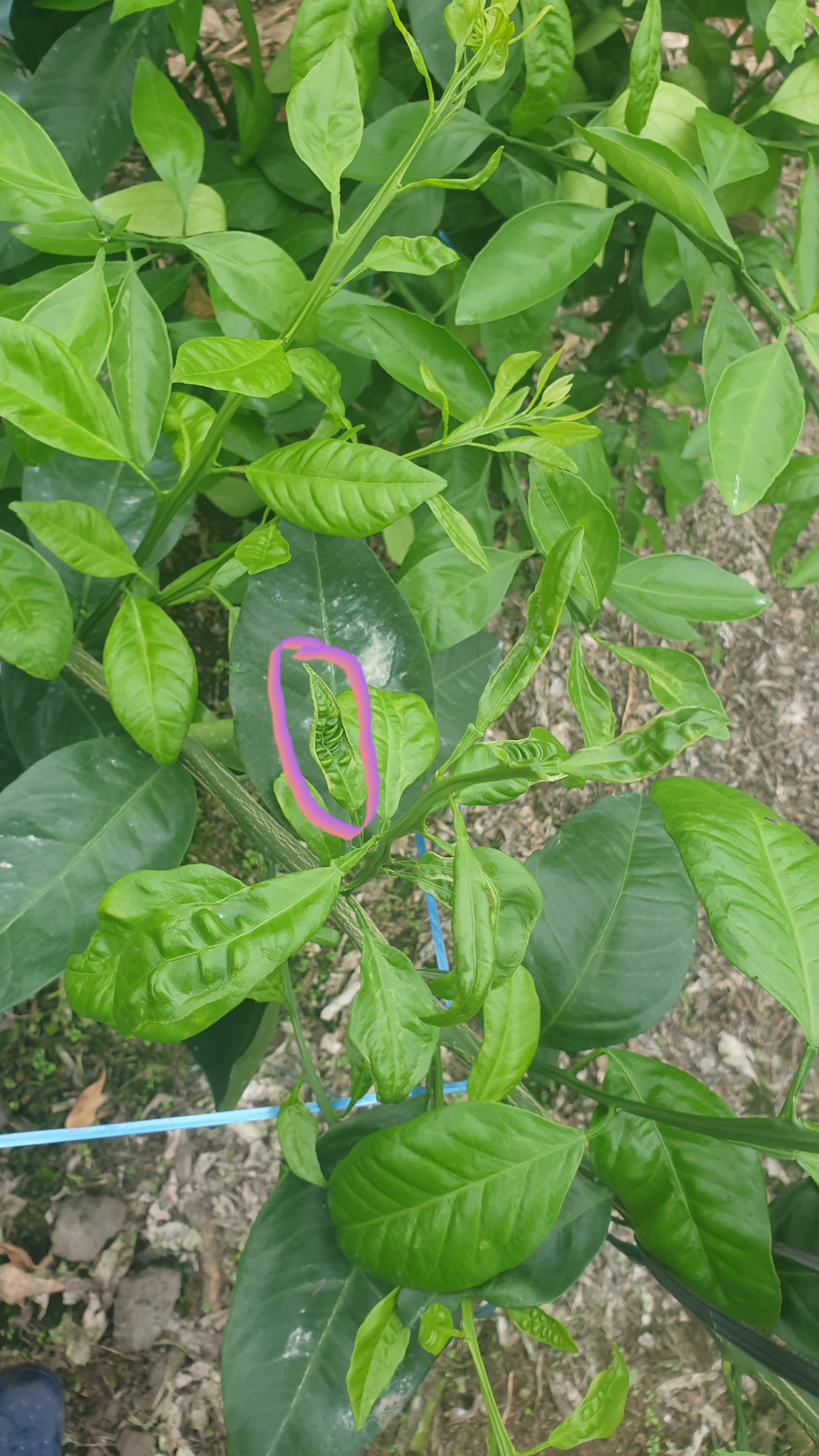 카라향 새순관련