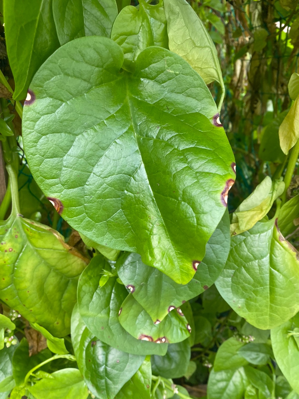 병해충 관련 문의