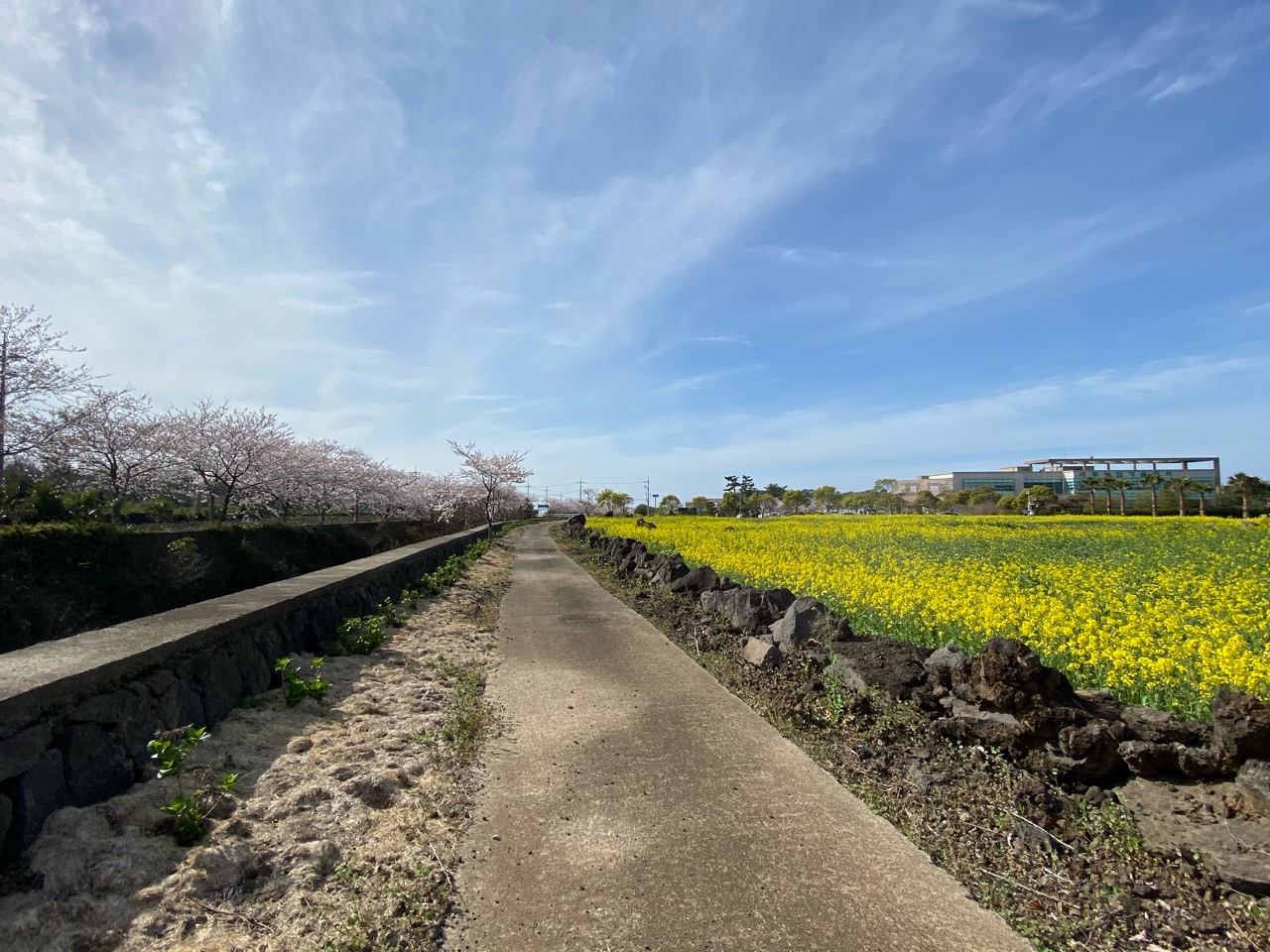 서부농업기술센터의 봄 입니다.