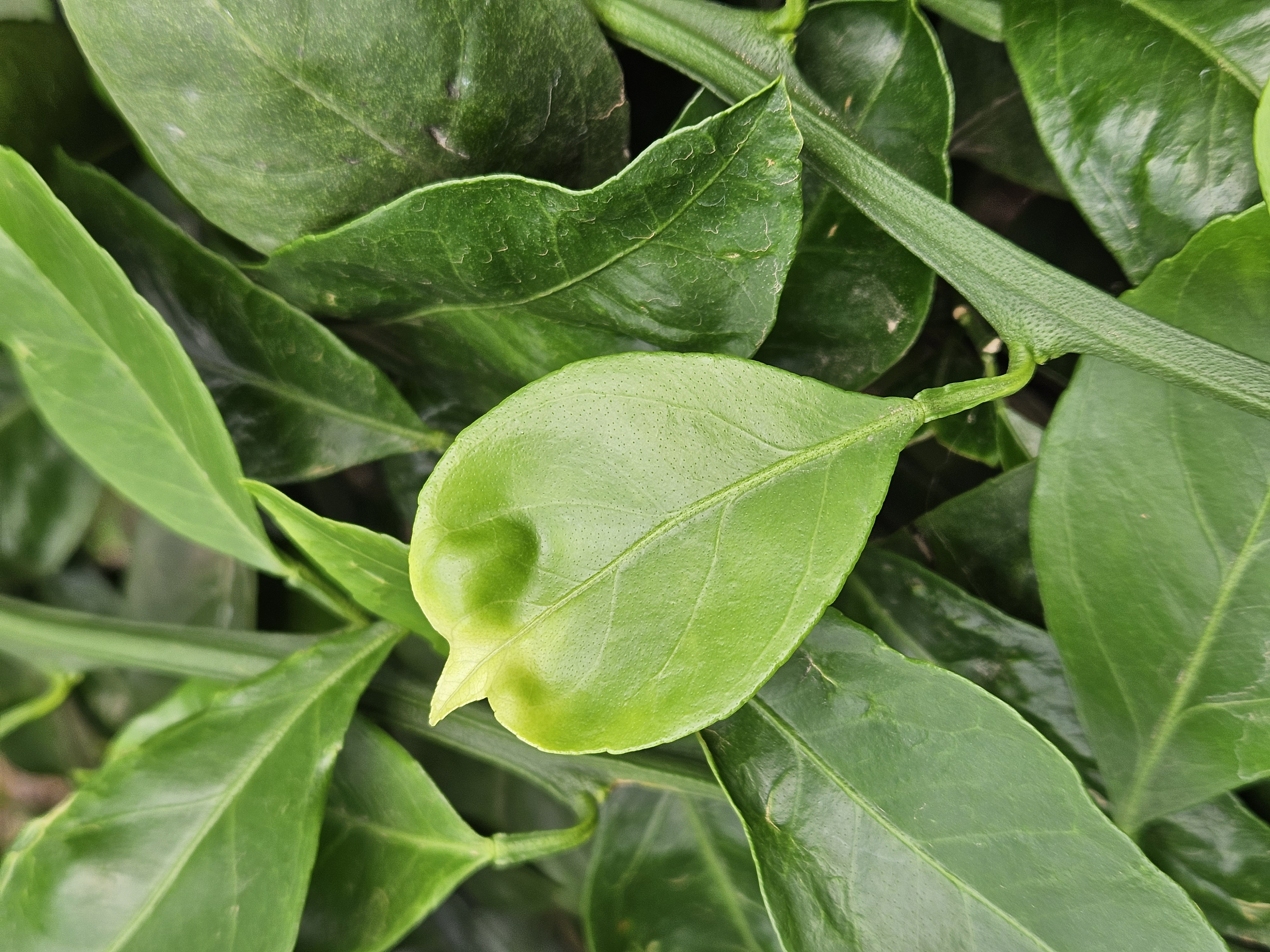 감귤나무 관리, 하우스관리 문의