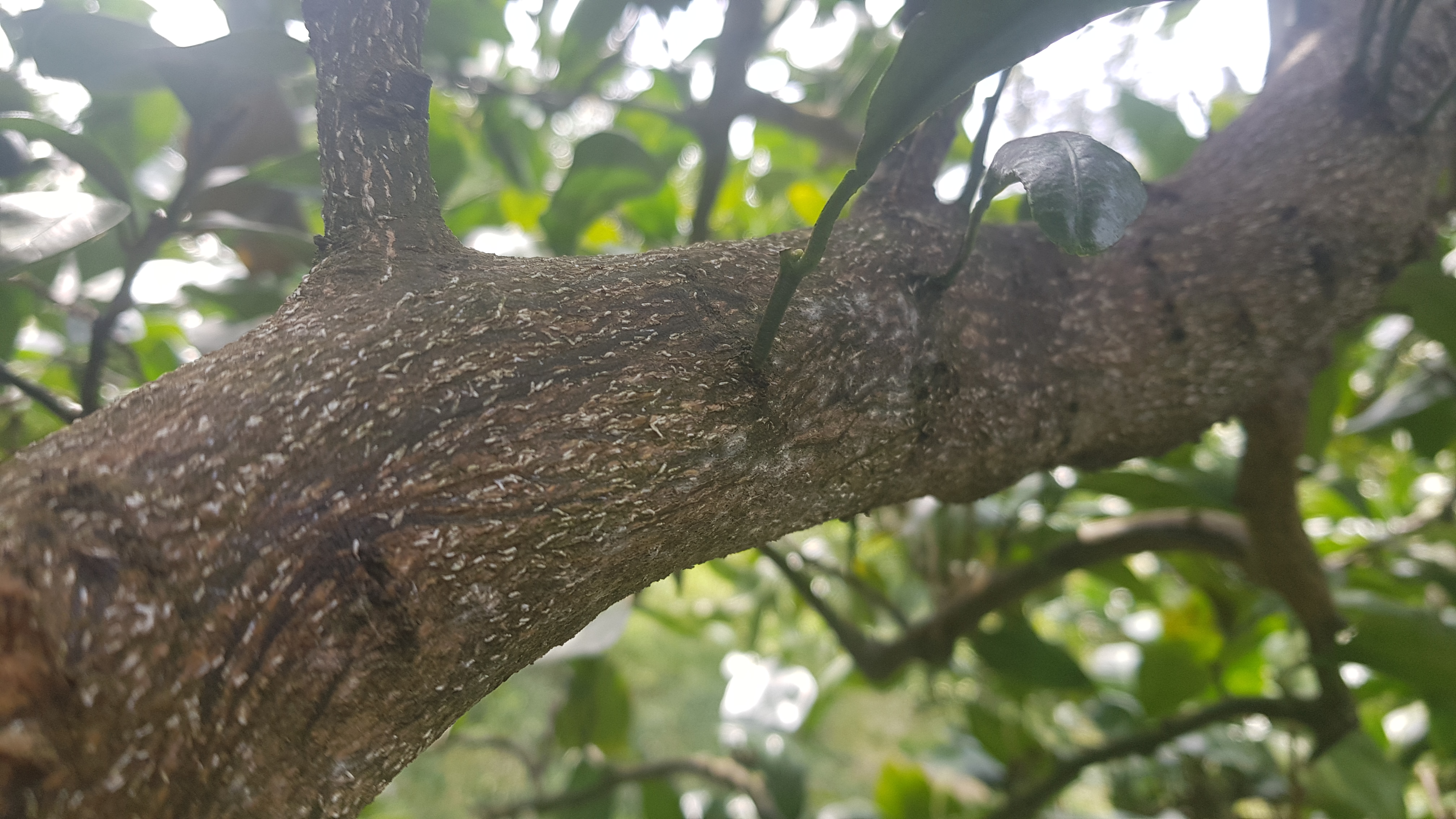 전정하다 본 작은 히끗히끗한 것이 무엇인지 알고 싶습니다.