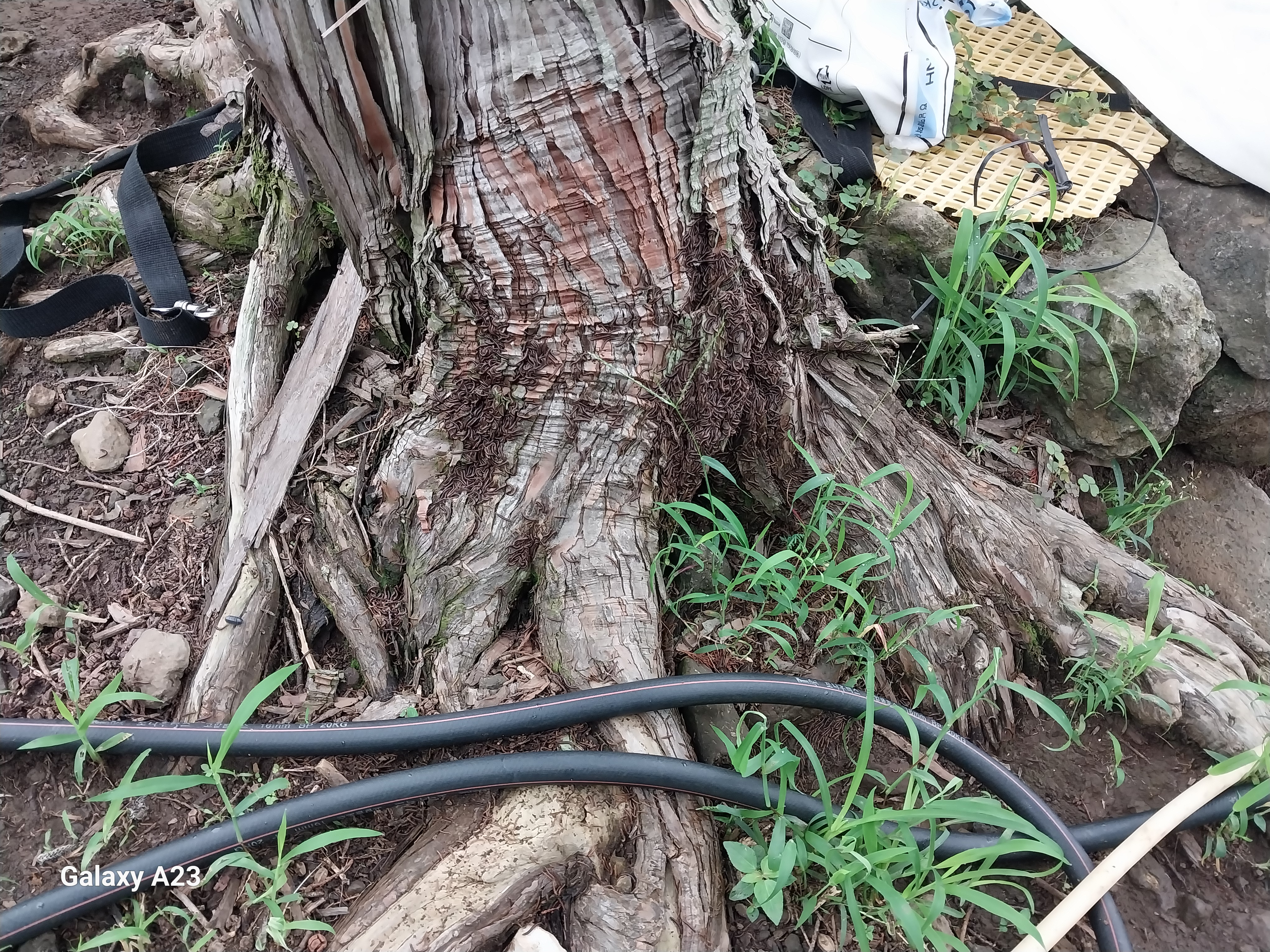 감귤원 방풍나무 아래 벌레 궁금합니다