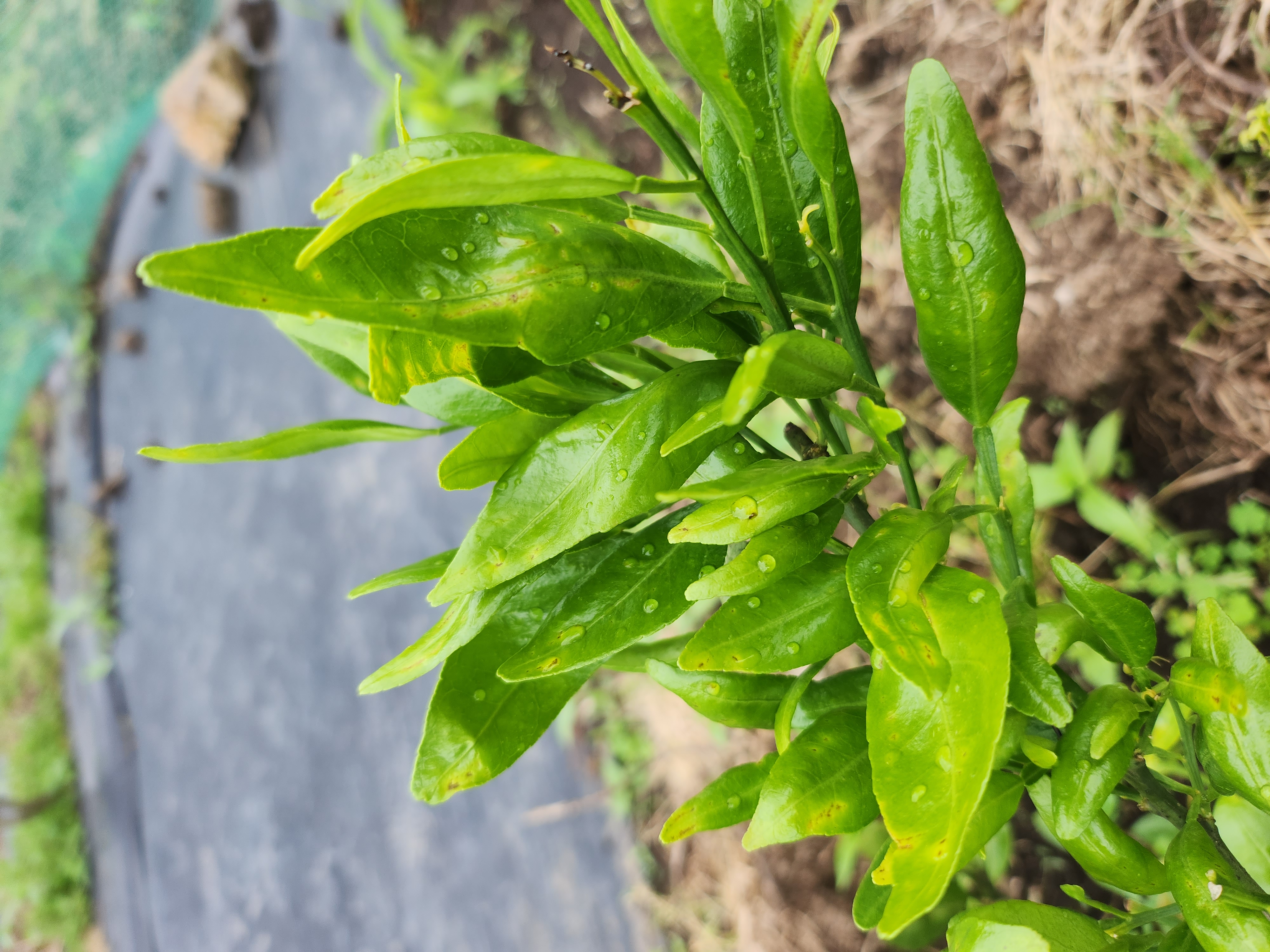 레드향 새순 가지 이상