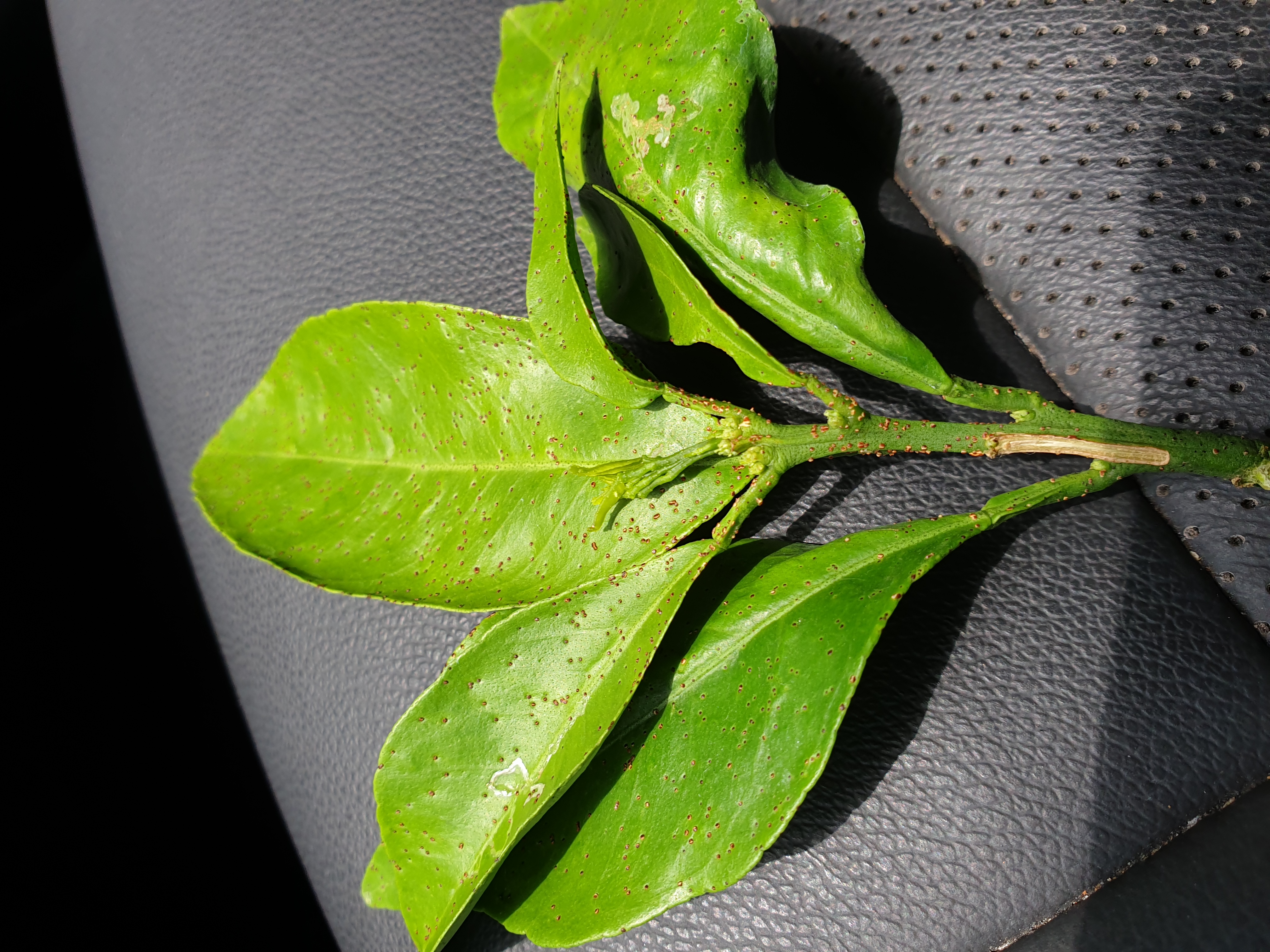 잎과 가지에 해충이 