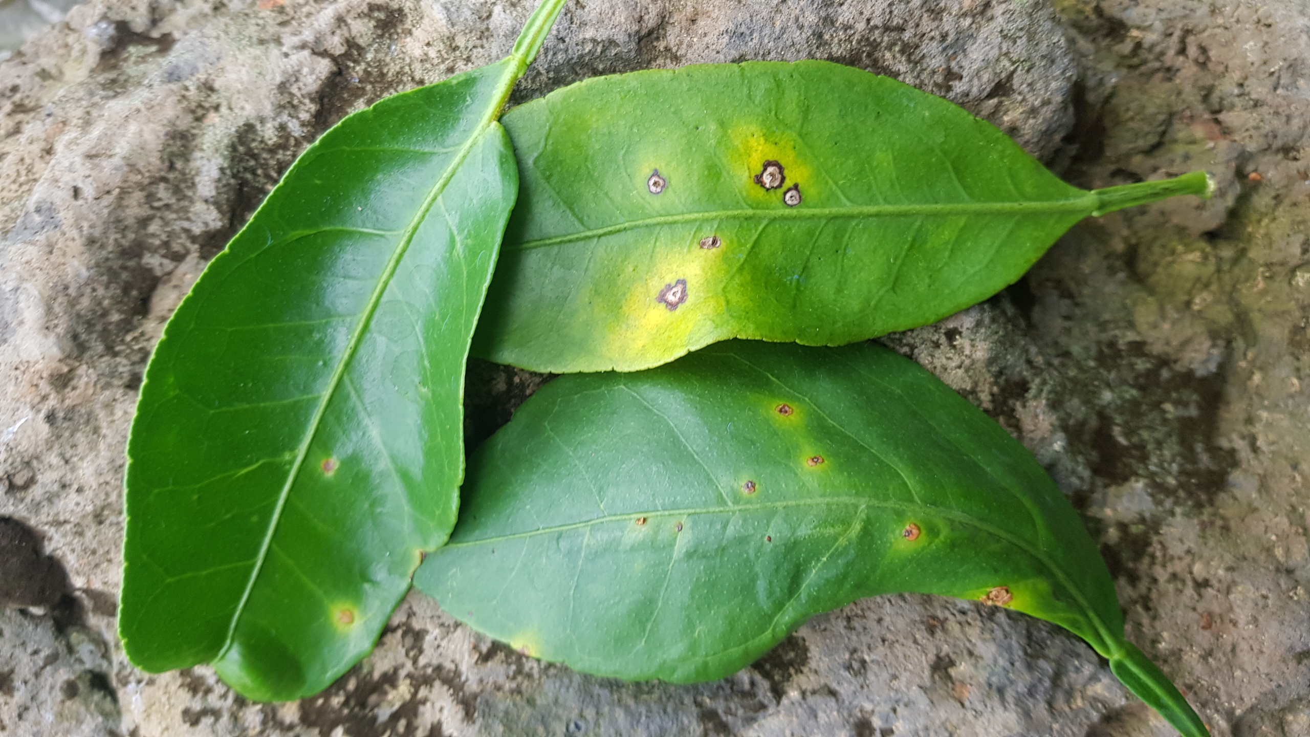 레드향나무관련