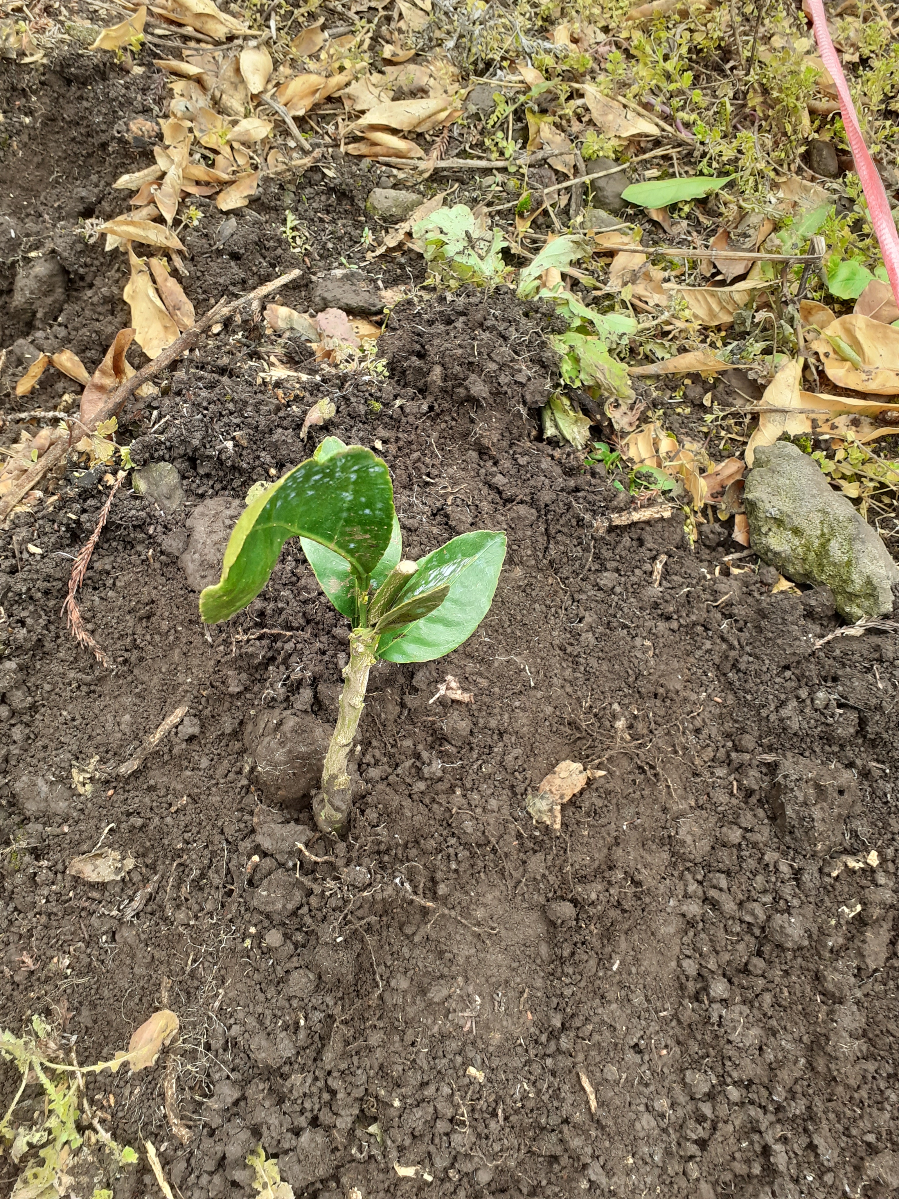 노지한라봉 농약 살포시기및 보르도액이나 기계유기살포시기 문의