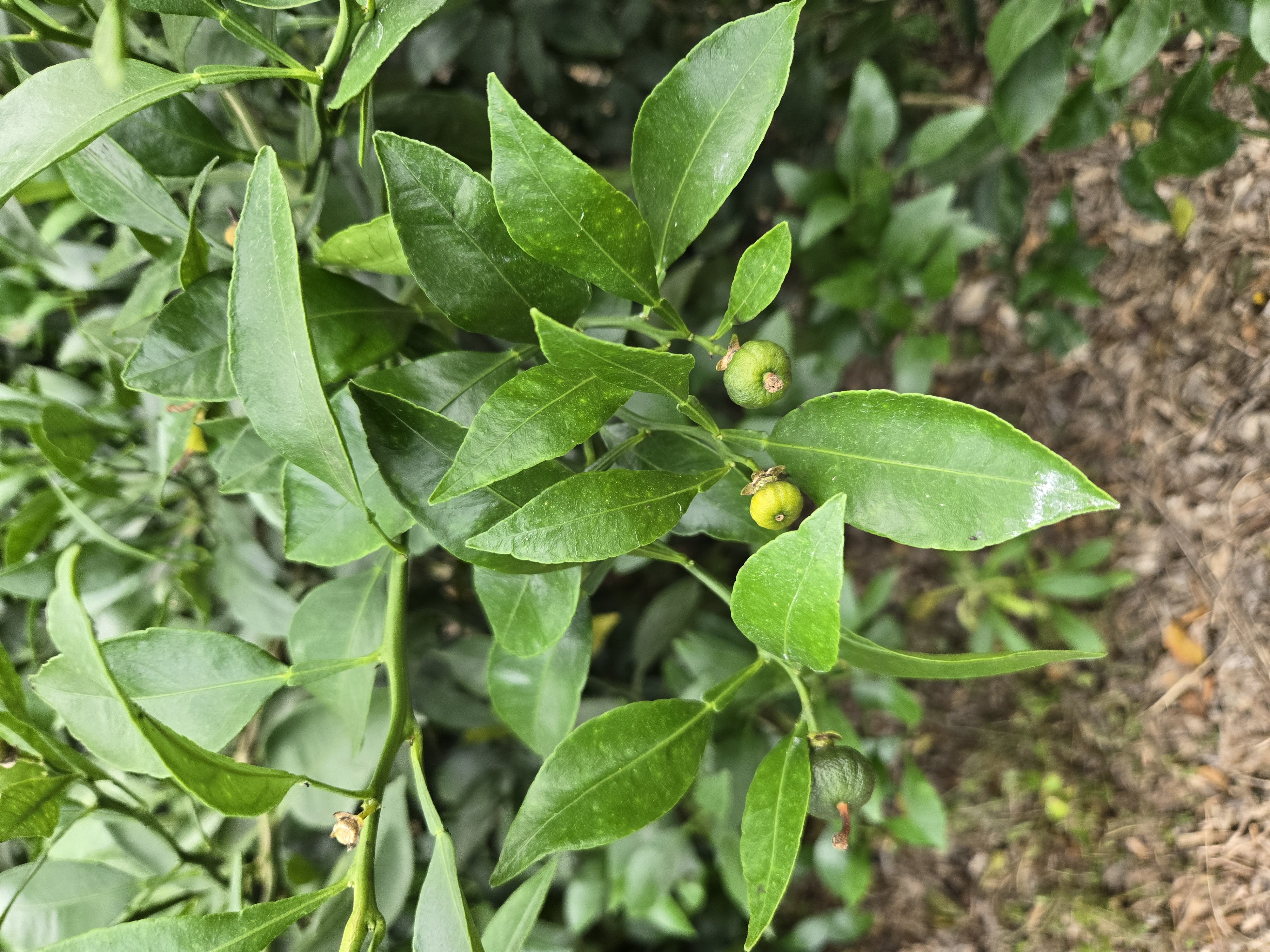 한라봉 비가림 하우스