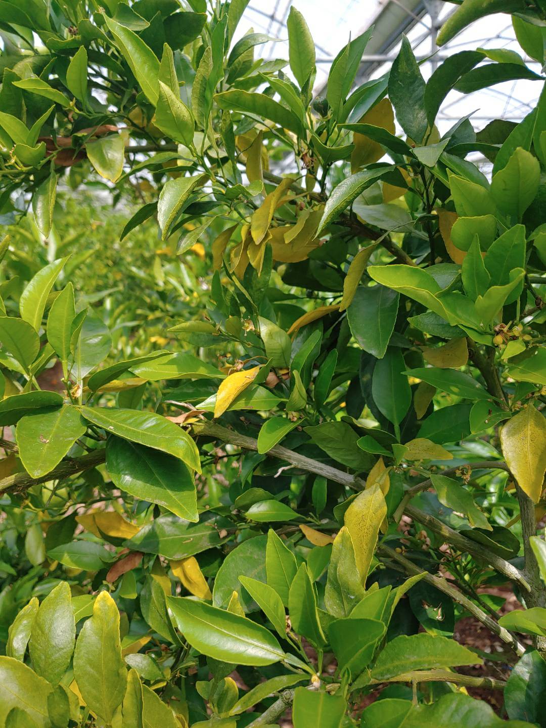 하우스한라봉묘목 질문입니다.