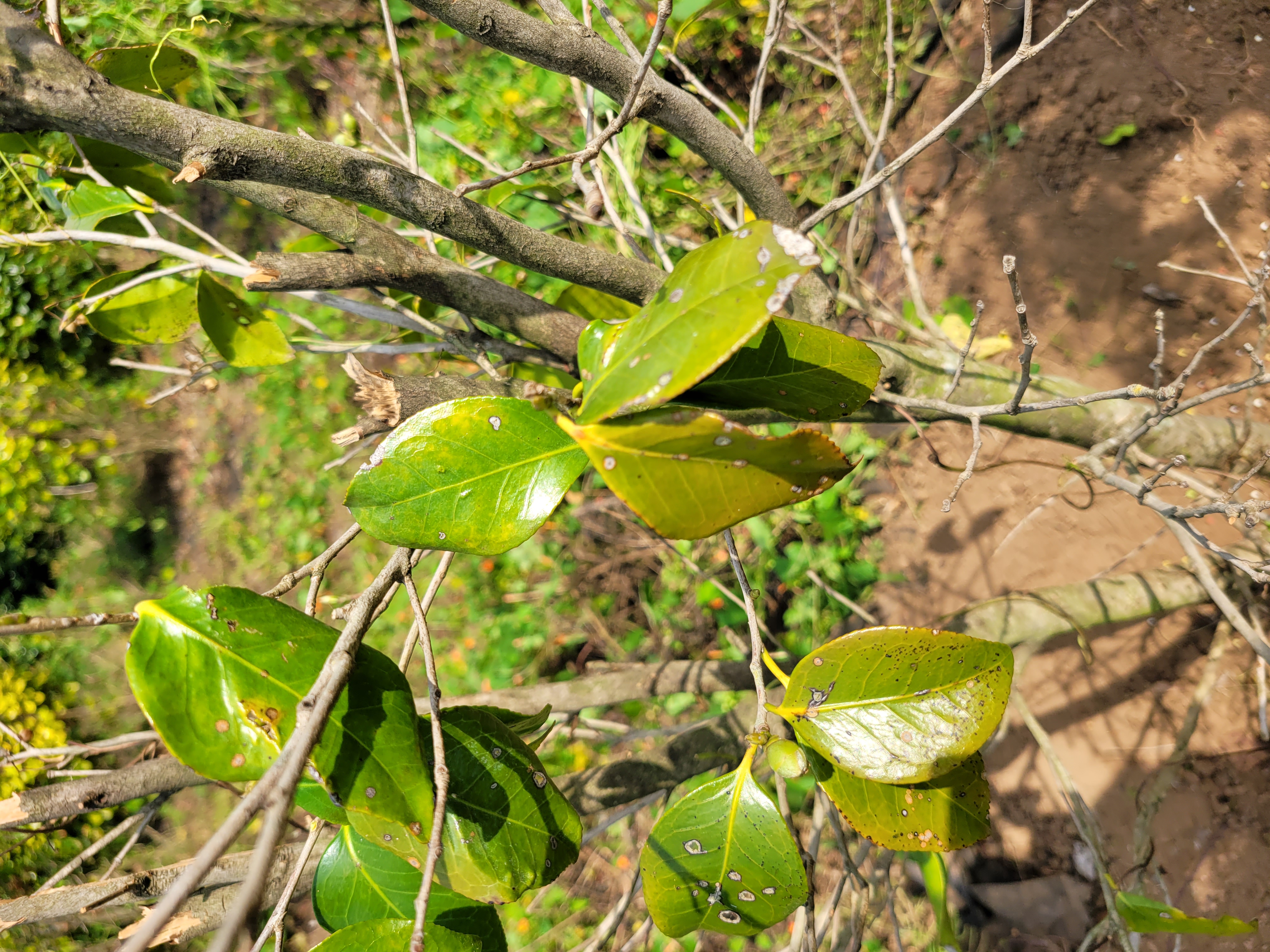 동백나무 병충해 살포 방법