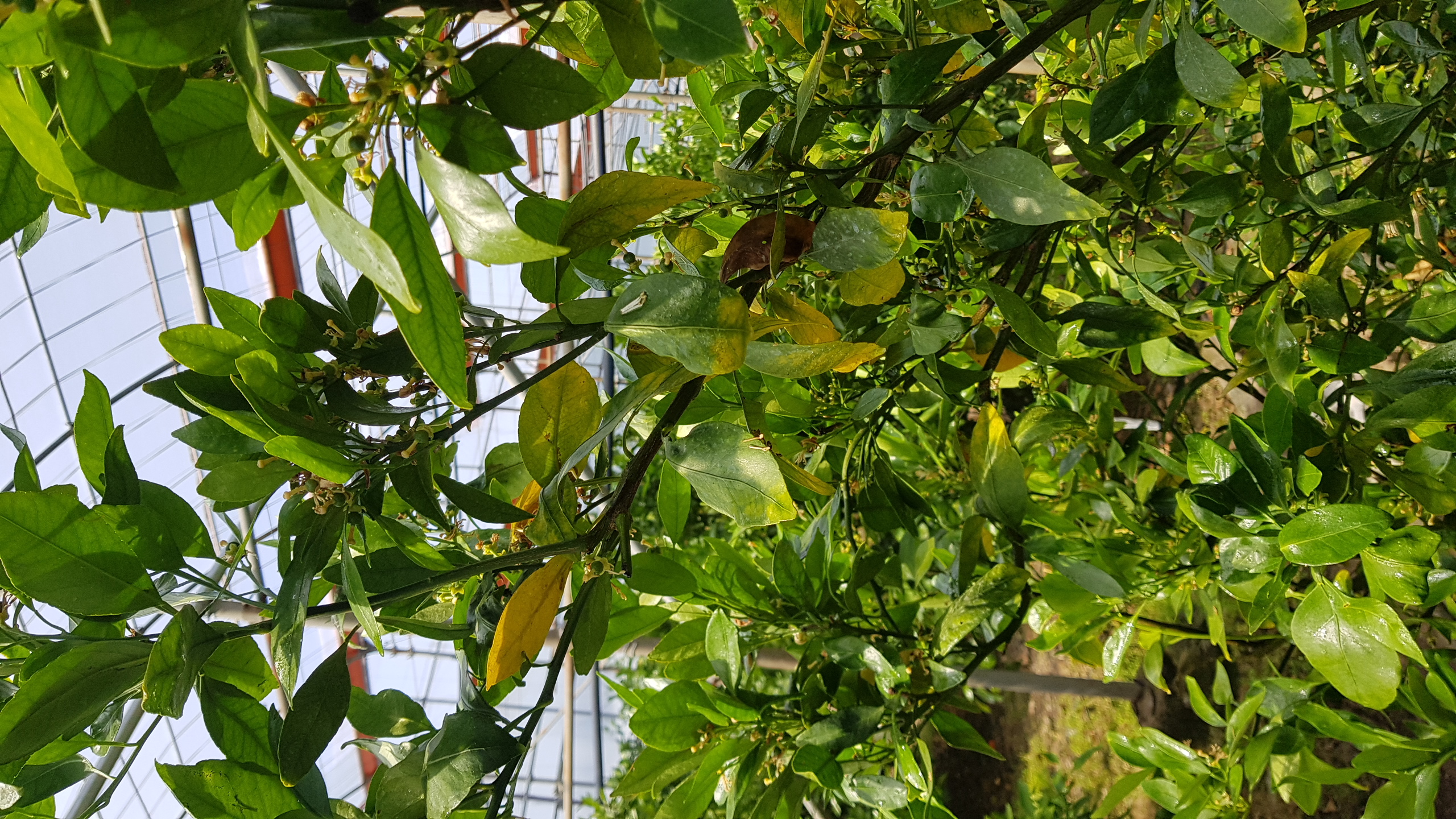 레드향나무관련