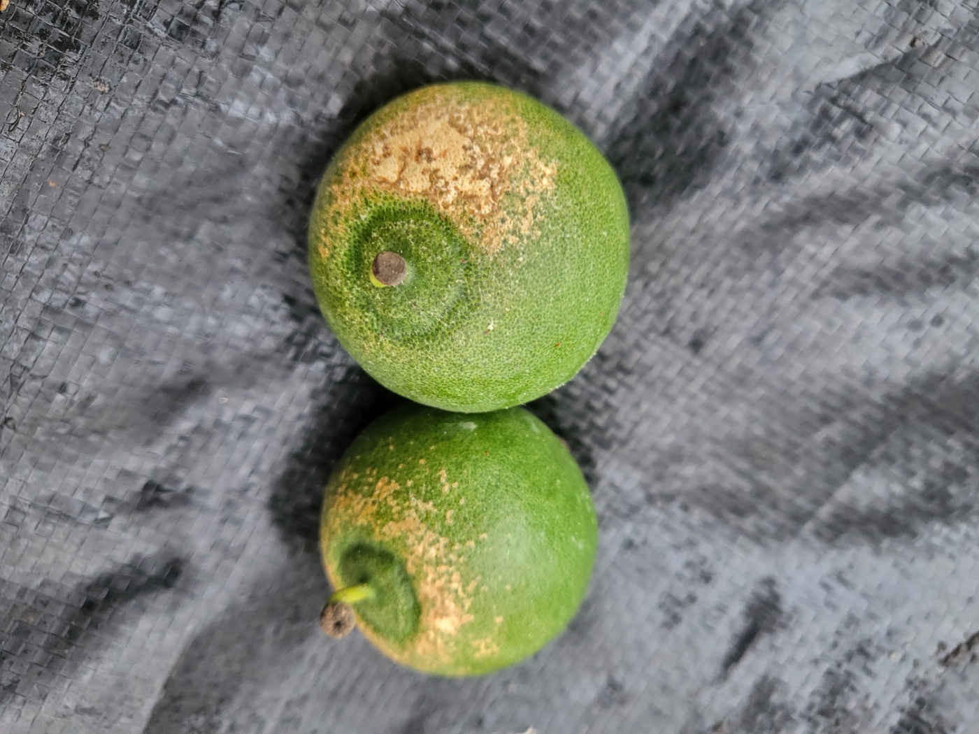 천혜향 어떤 병해충 피해인지 알려주세요