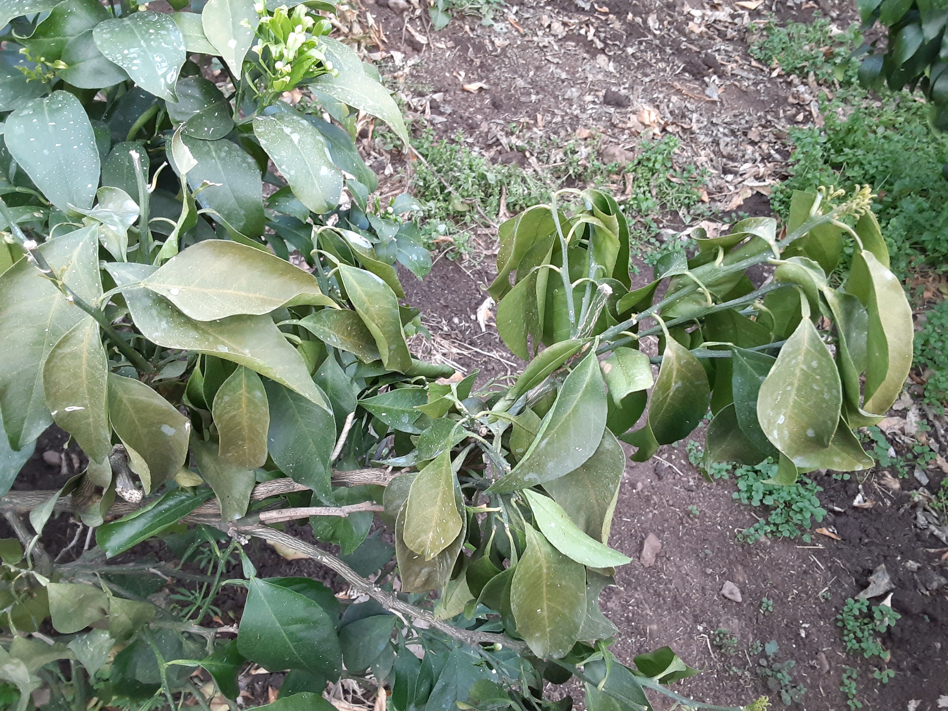 황금향 재배에 문의드립니다.