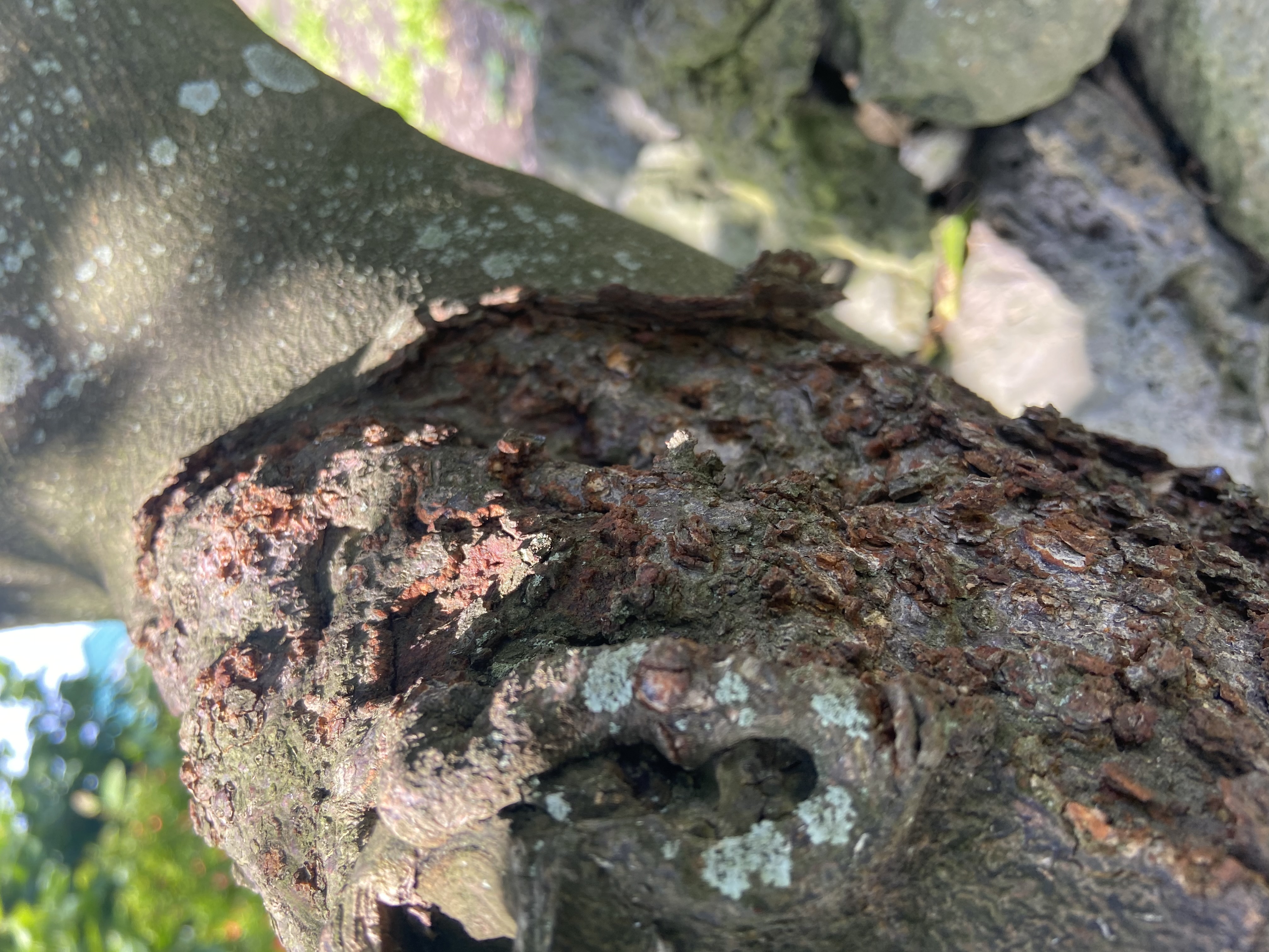 하귤나무 밑둥에 생긴 병에 대한 치료 방법?