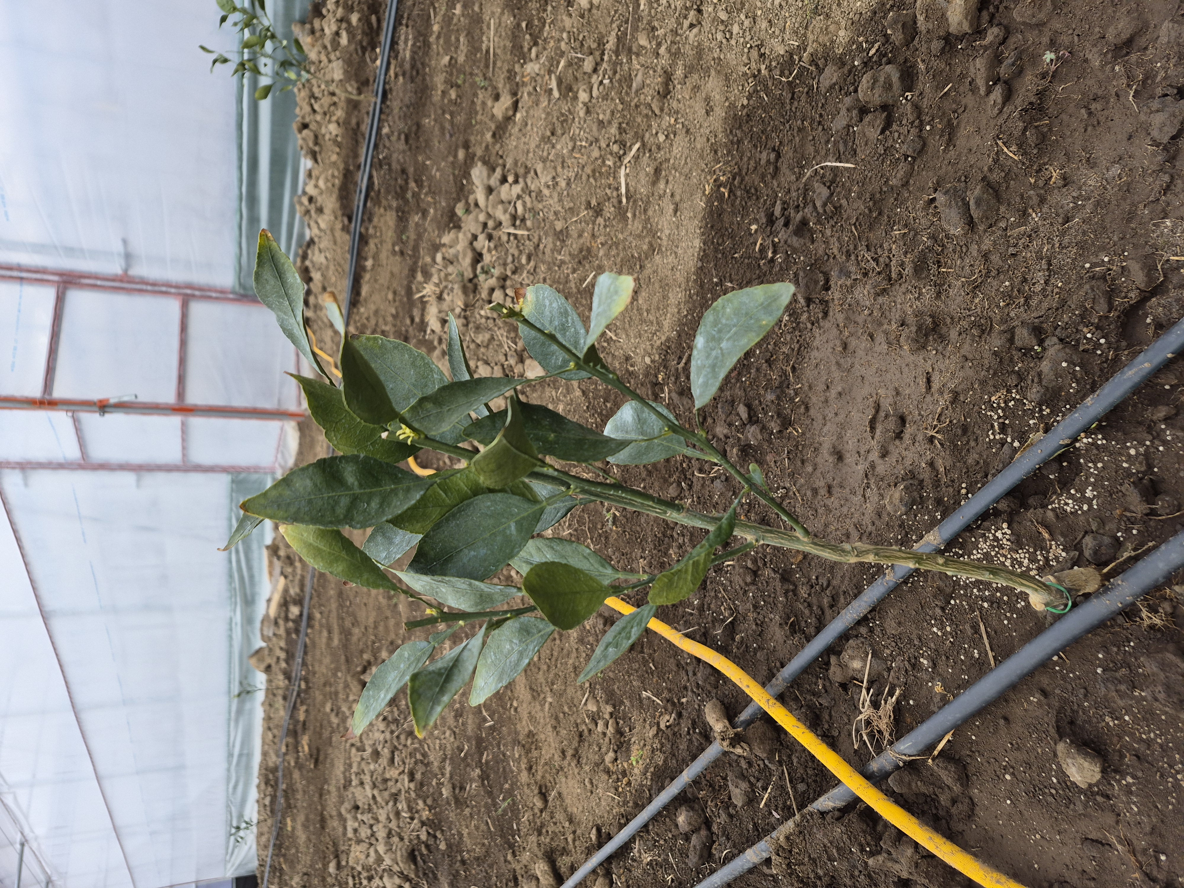 한라봉 유목 전정