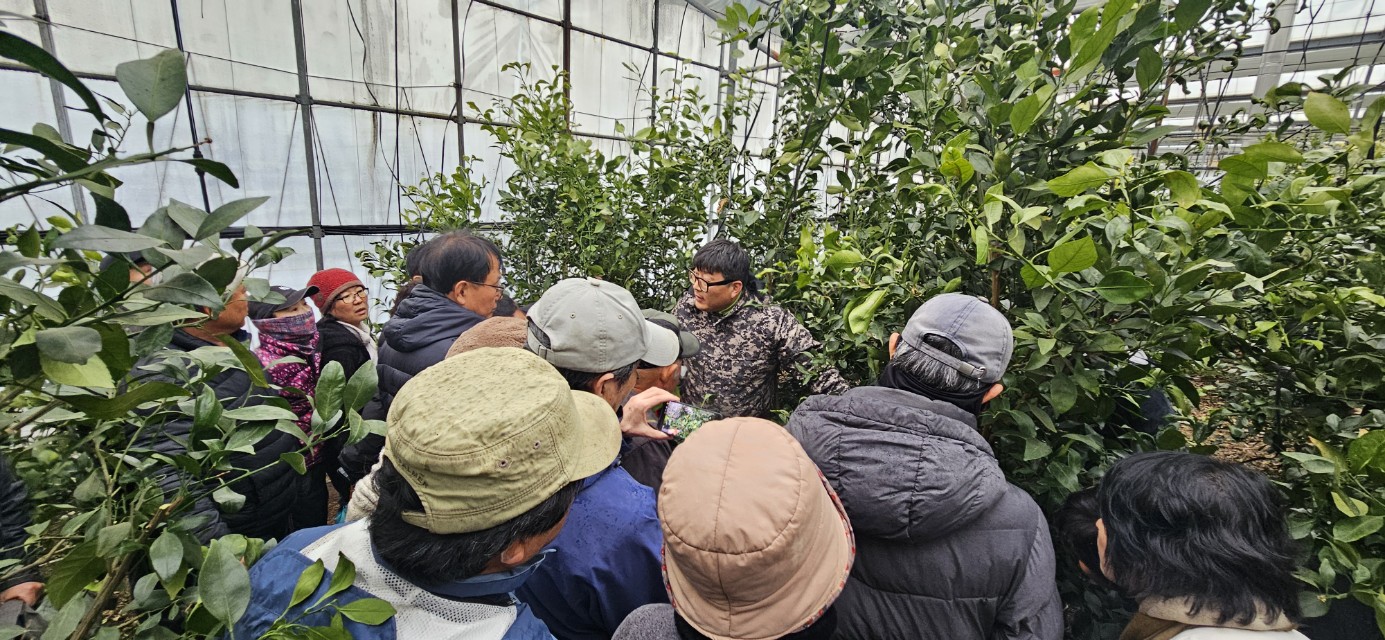 2026년 감귤류 정지. 전정 기술교육 추진 - 2회차