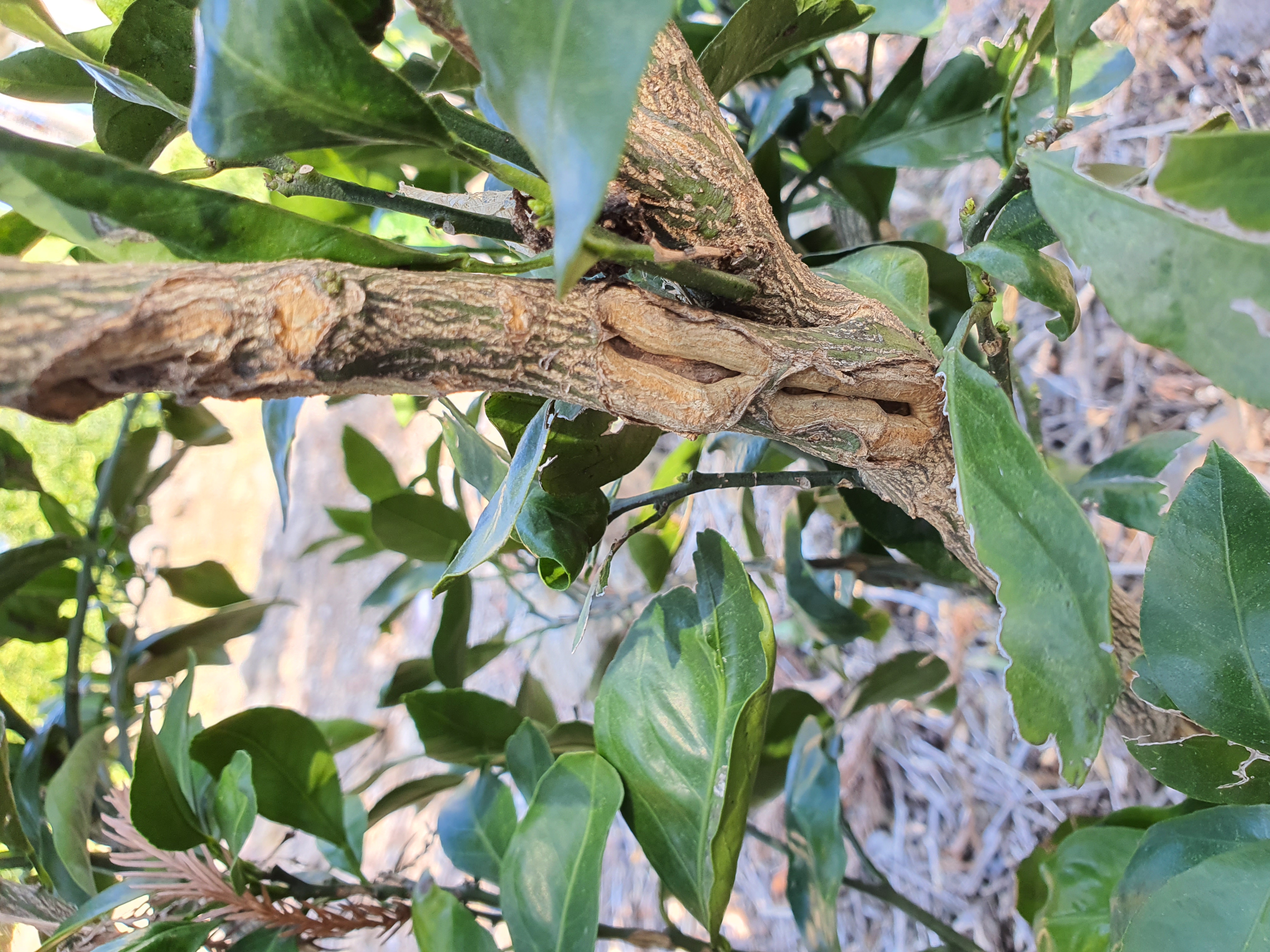 노지감귤 나무입니다