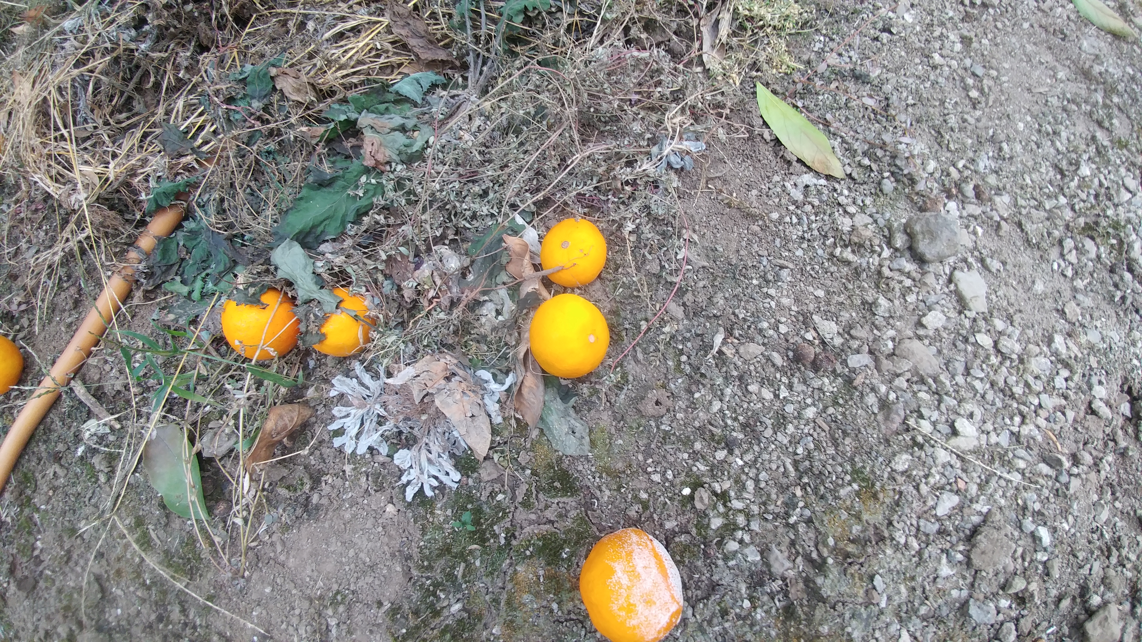 비가림 온주 낙과