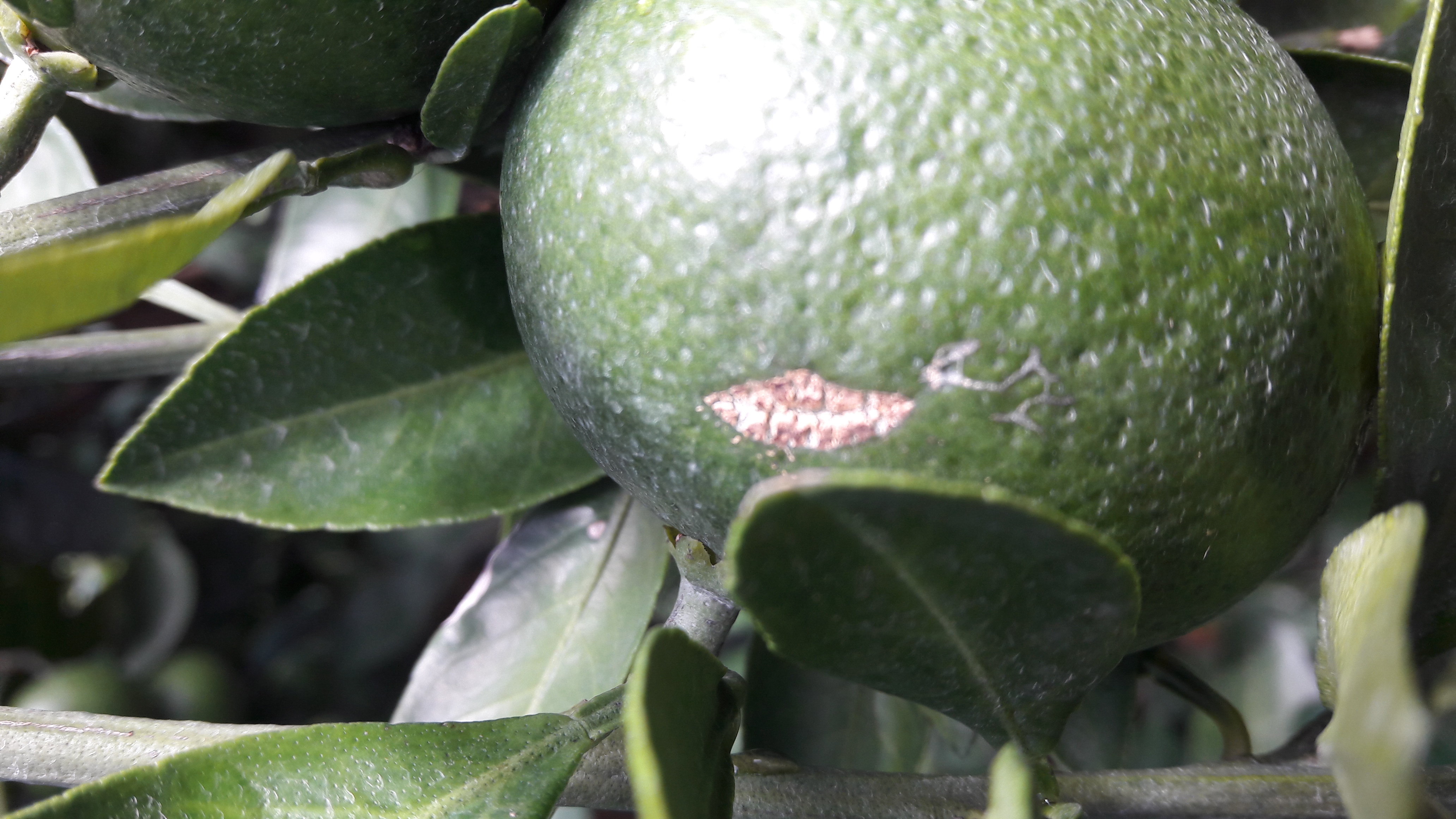 노지감귤입니다. 병해충 이름을 알고싶습니다