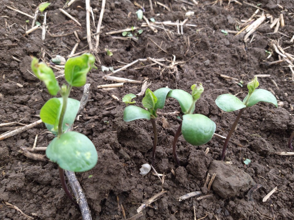 콩 - 잎 상태가 ? 걱정스럽네요(선유콩이고 장맛비로 7월 18일 파종)