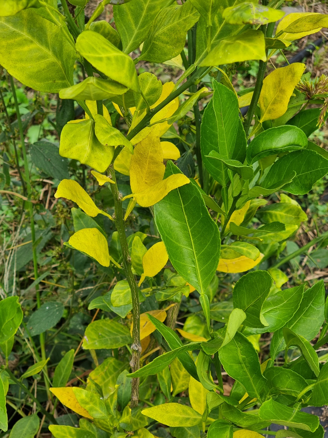 레드향 3년생 잎