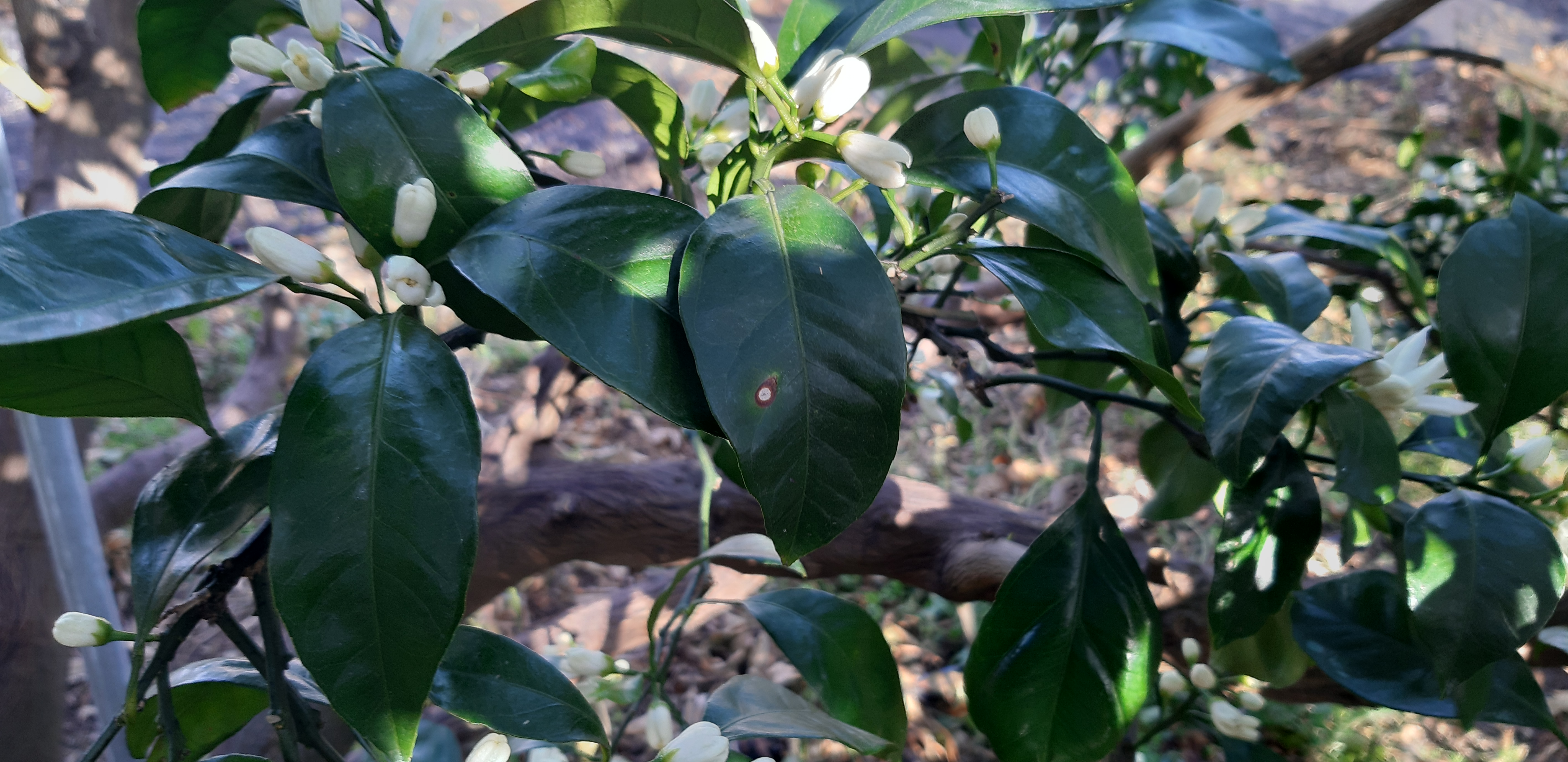 병해충 진단부탁드려요!