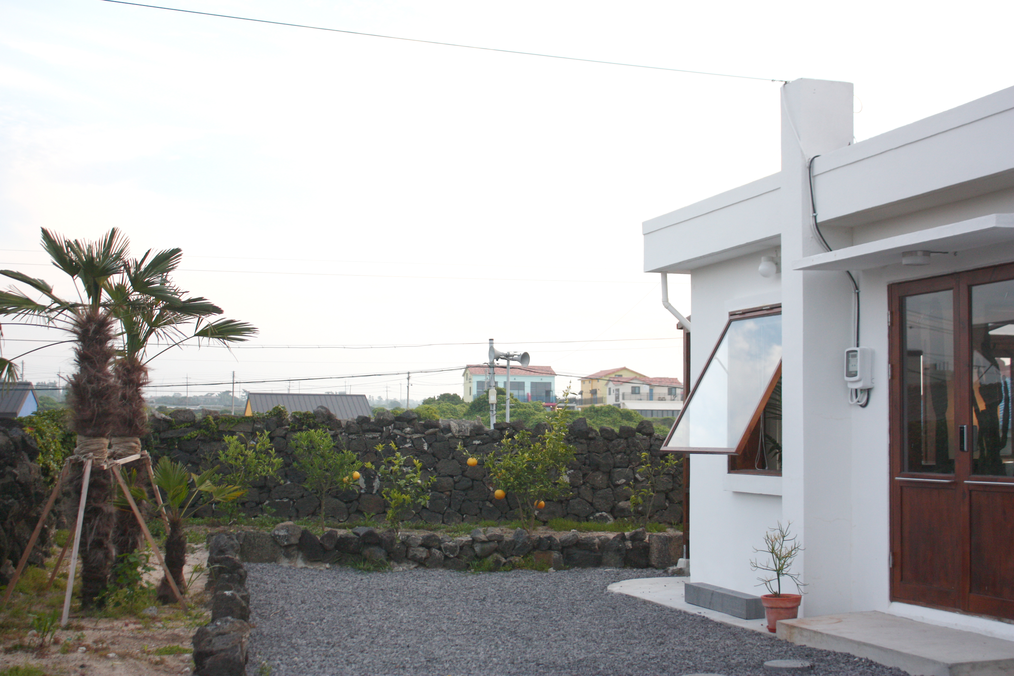 하귤나무 관련 문의드립니다.