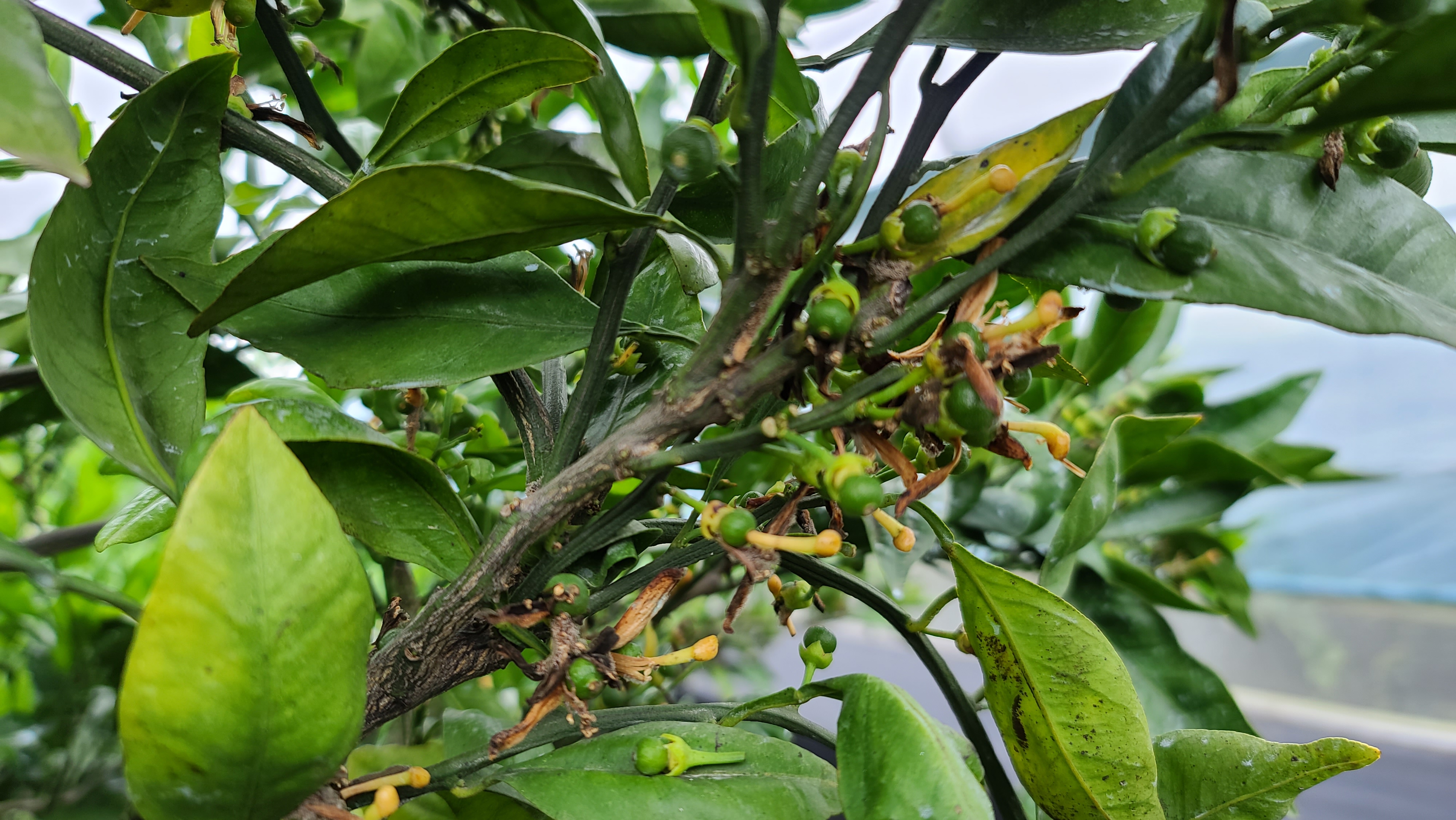 병충해 진단, 방제시기 요청드립니다.