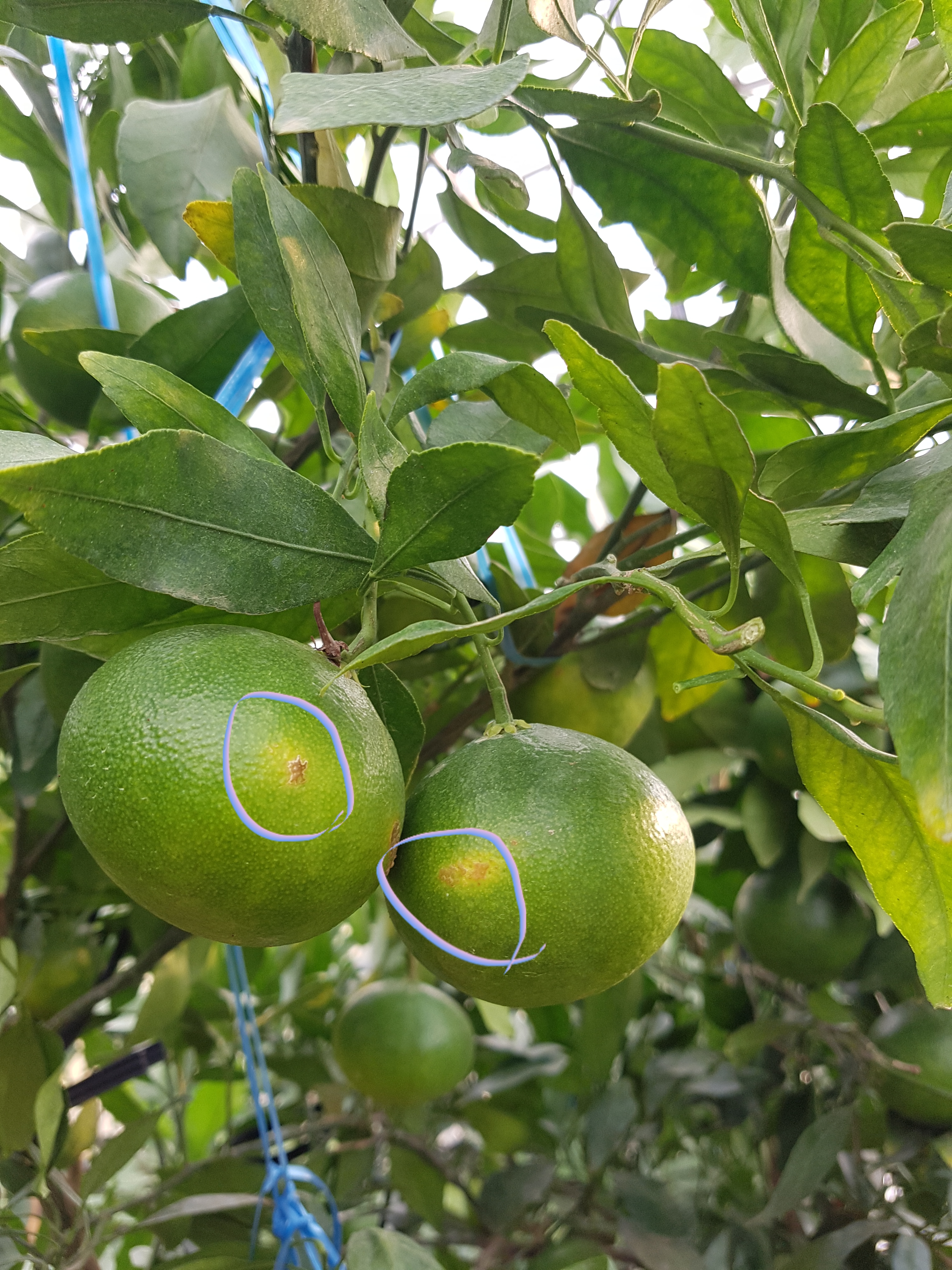 레드향 병해충 ???