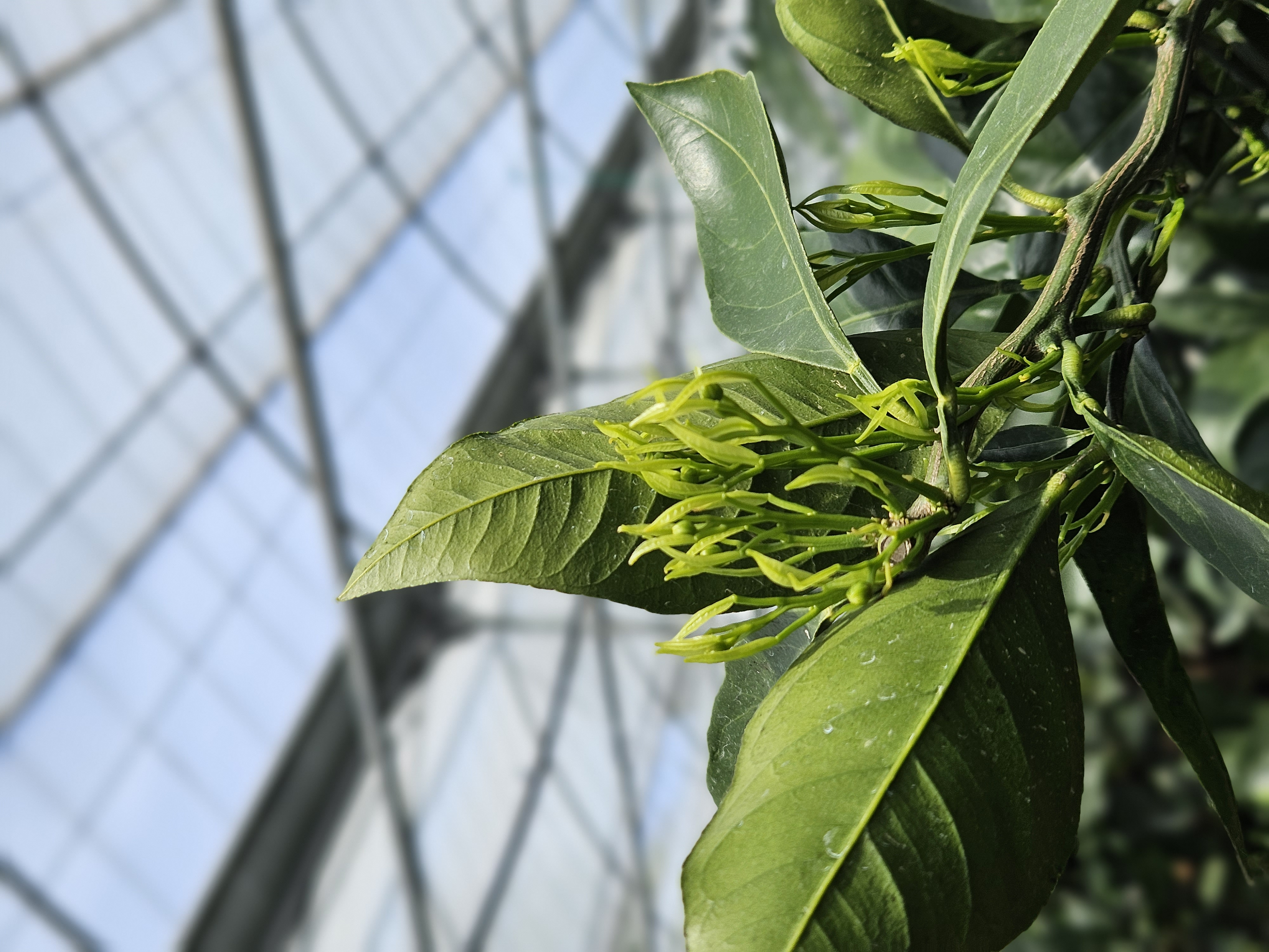 비가림하우스(월동) 물 주기