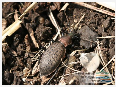 하우스(농장)내 유익한 곤충
