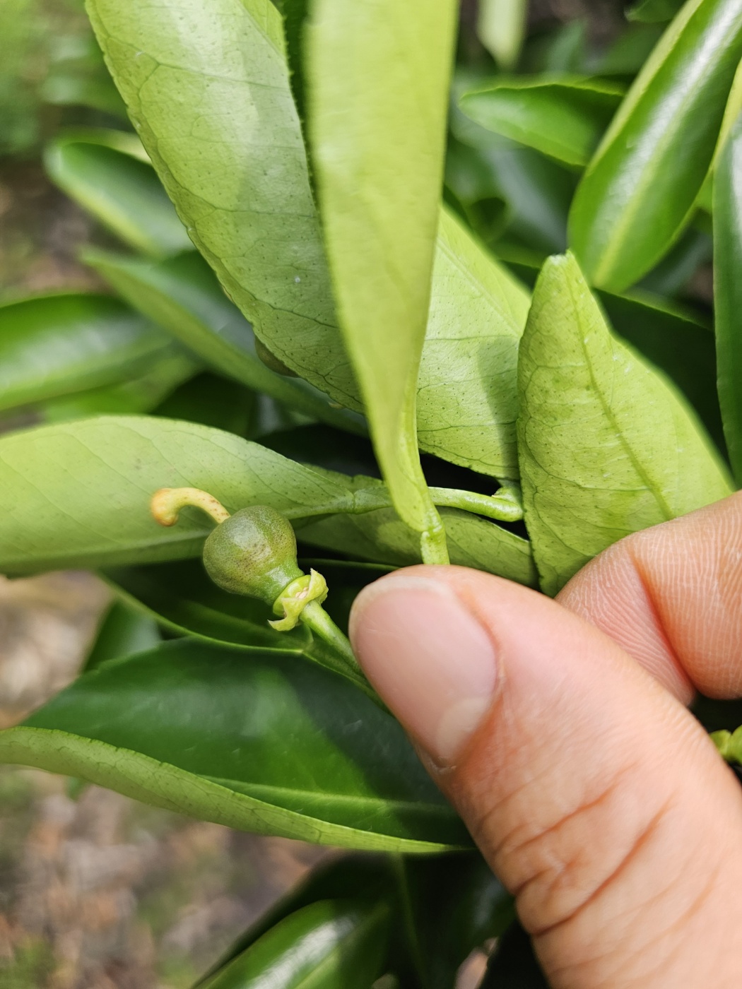 천혜향 병해충 관련