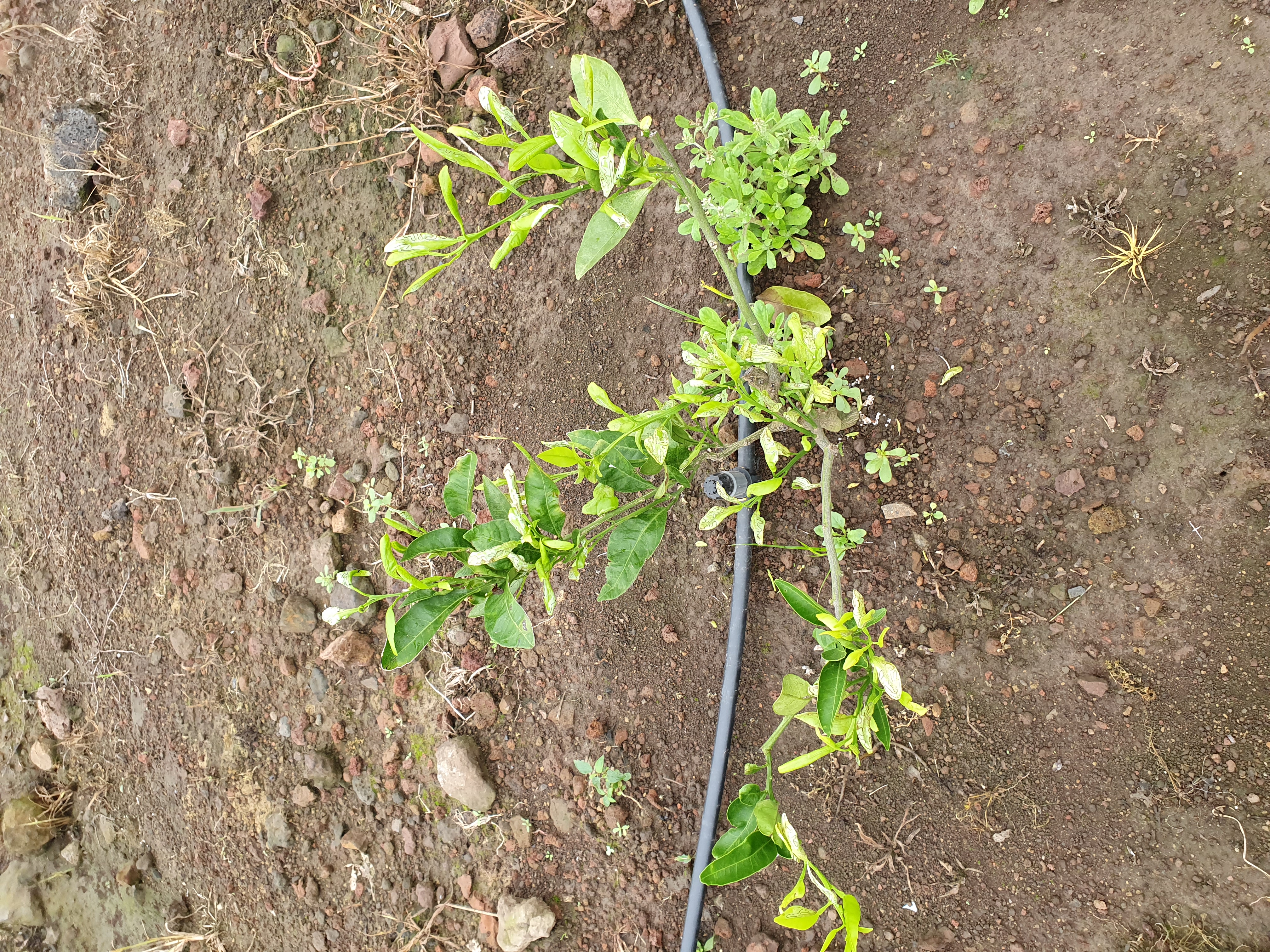 귤나무 잎이 이상해요