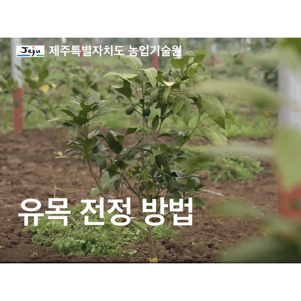 나무를 키우기 위한 유목 전정 