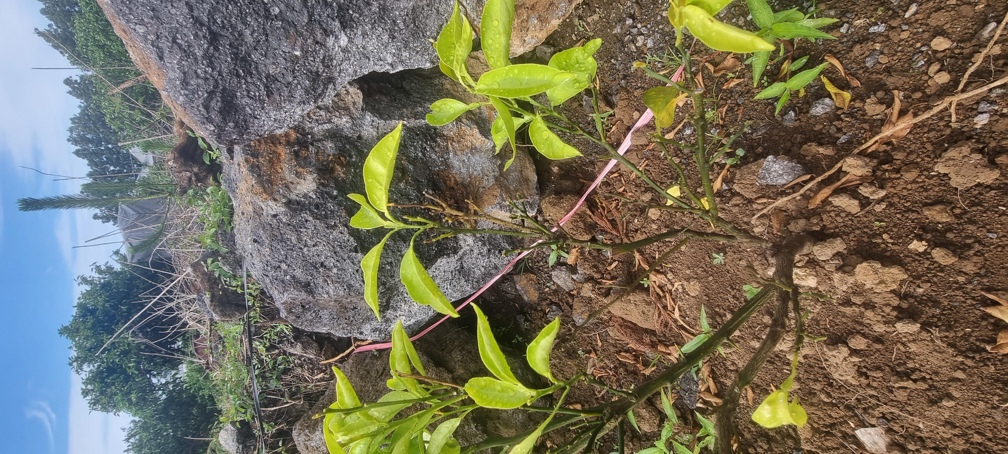 황금향묘목 가지마름