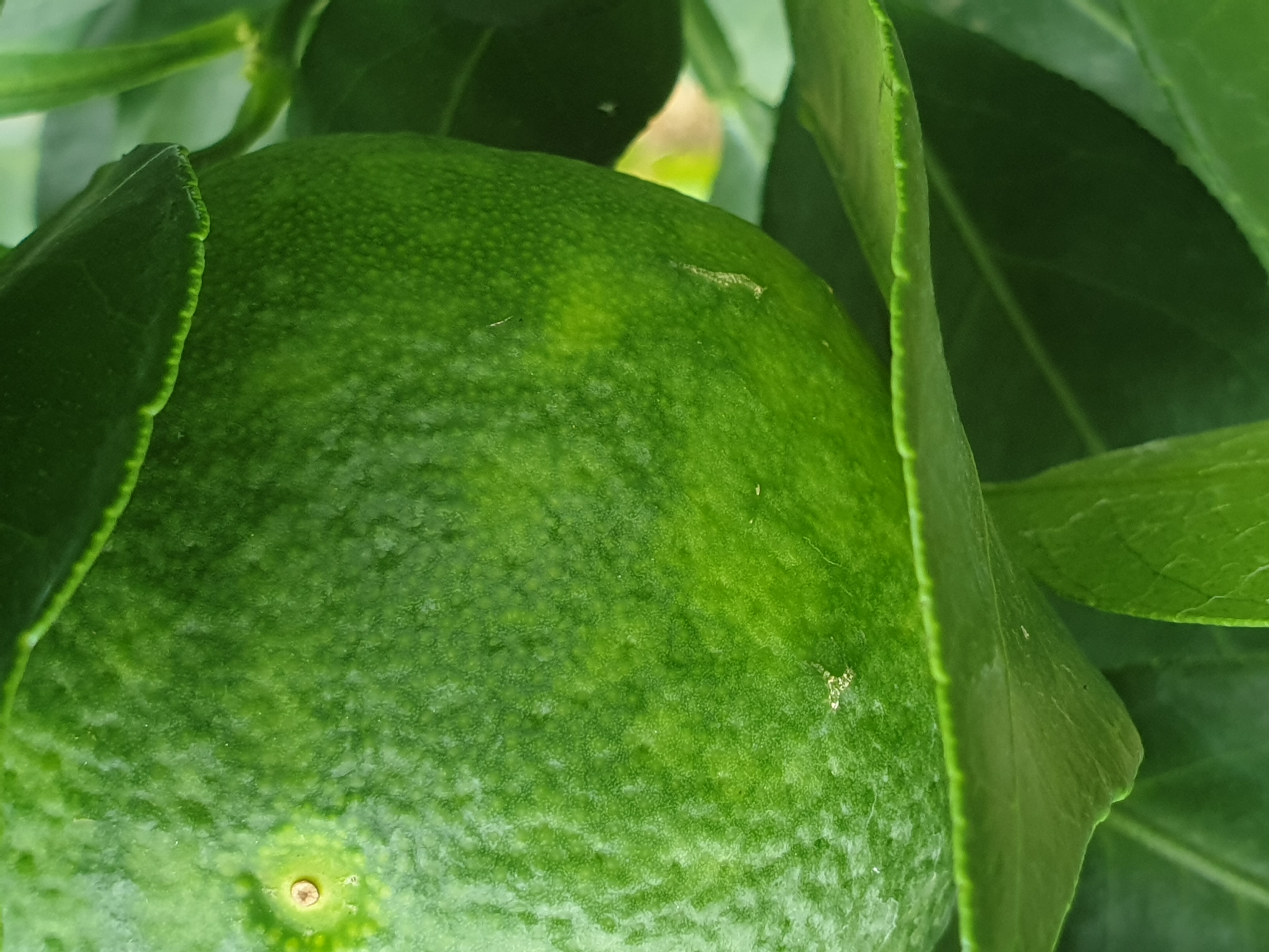 만감류 열매 이상