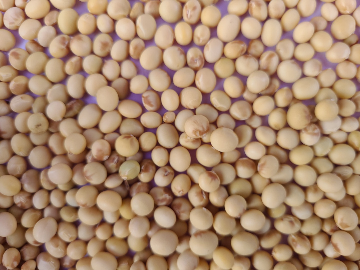 콩 병해충 관련 문의드립니다