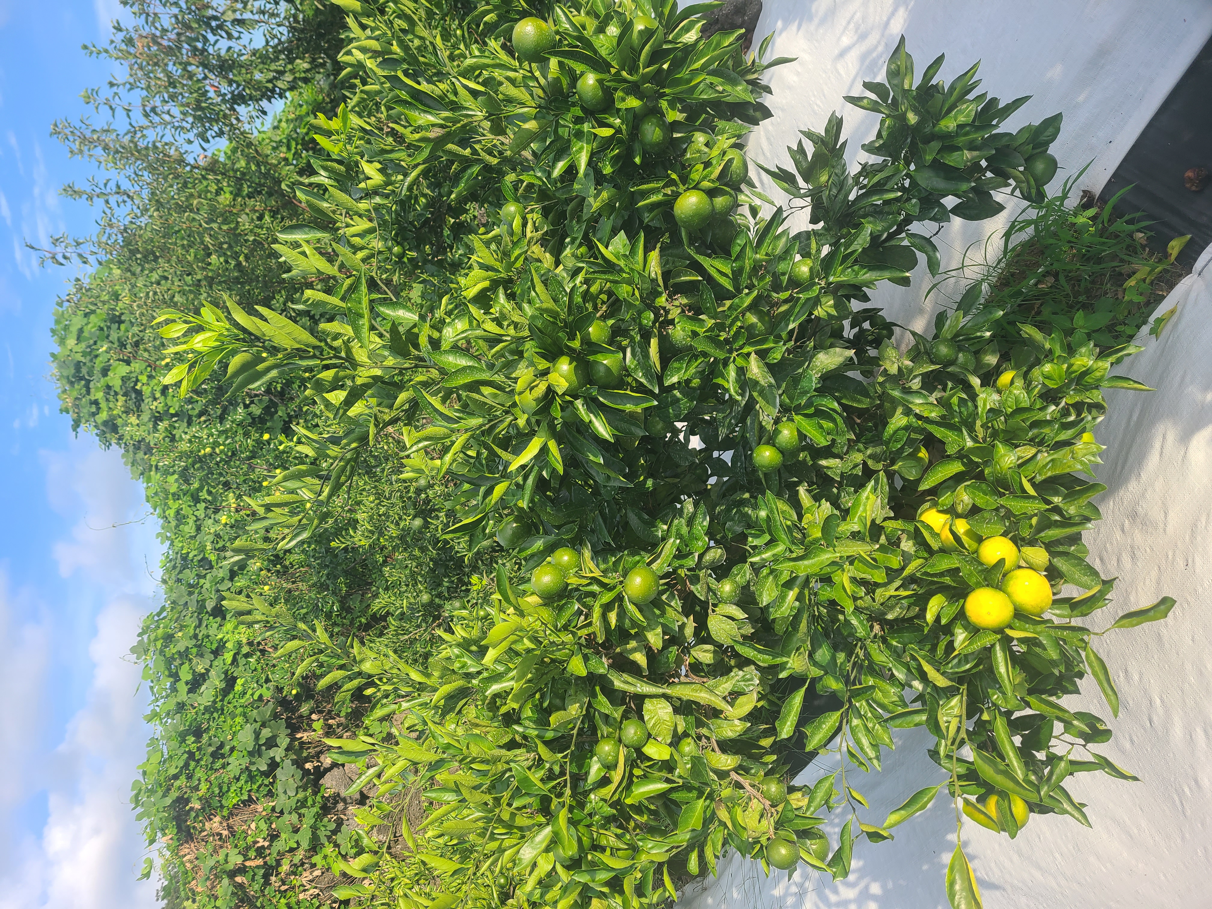 유라조생 변이가지