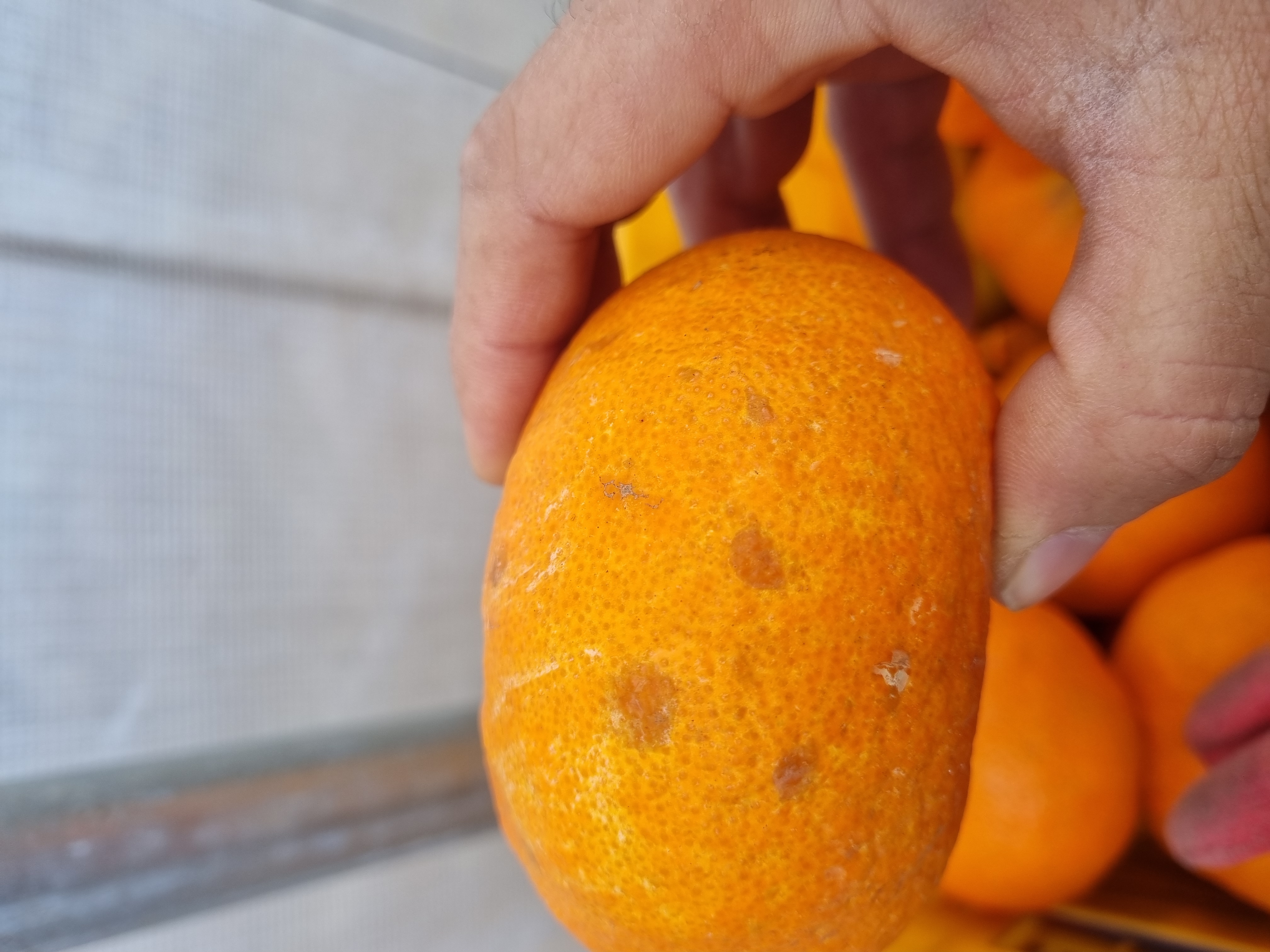 레드향 병해충관련