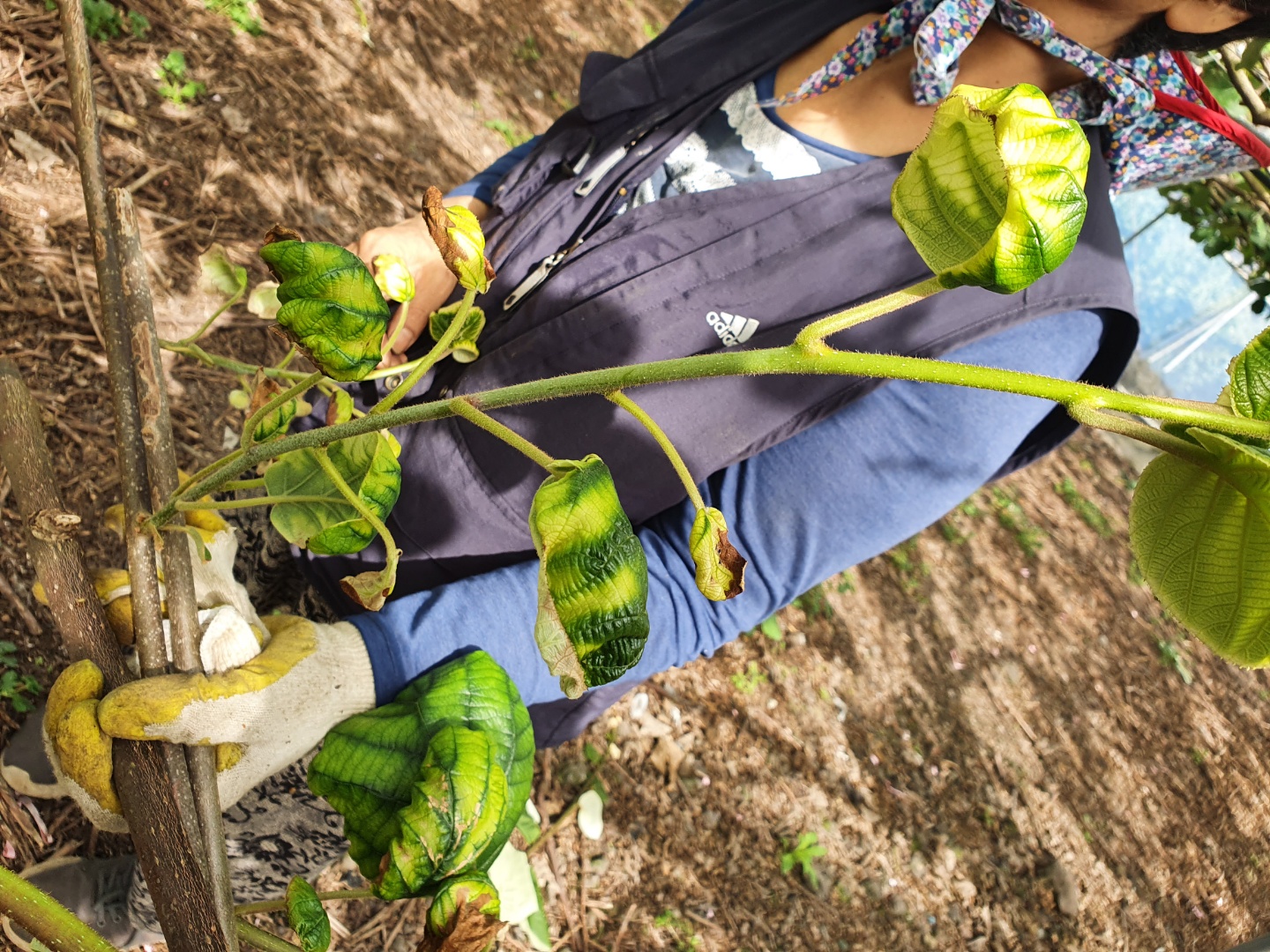 키위 무슨 병일까요?