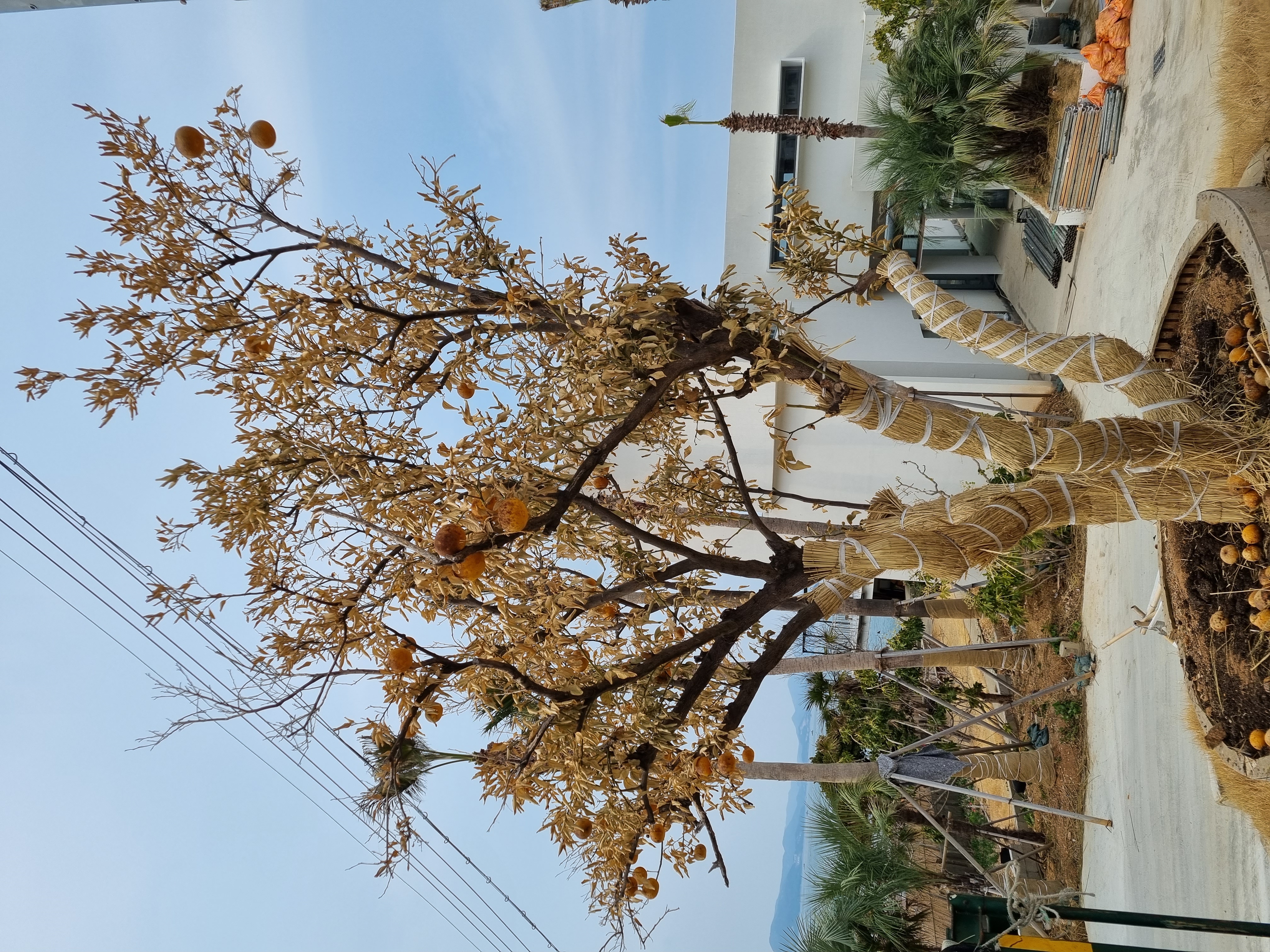 하귤나무를 키우고 있는데요