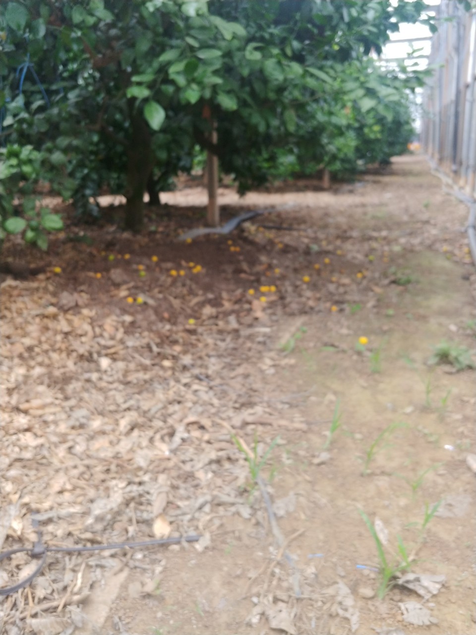 비가림감귤 병해관련 질문입니다.