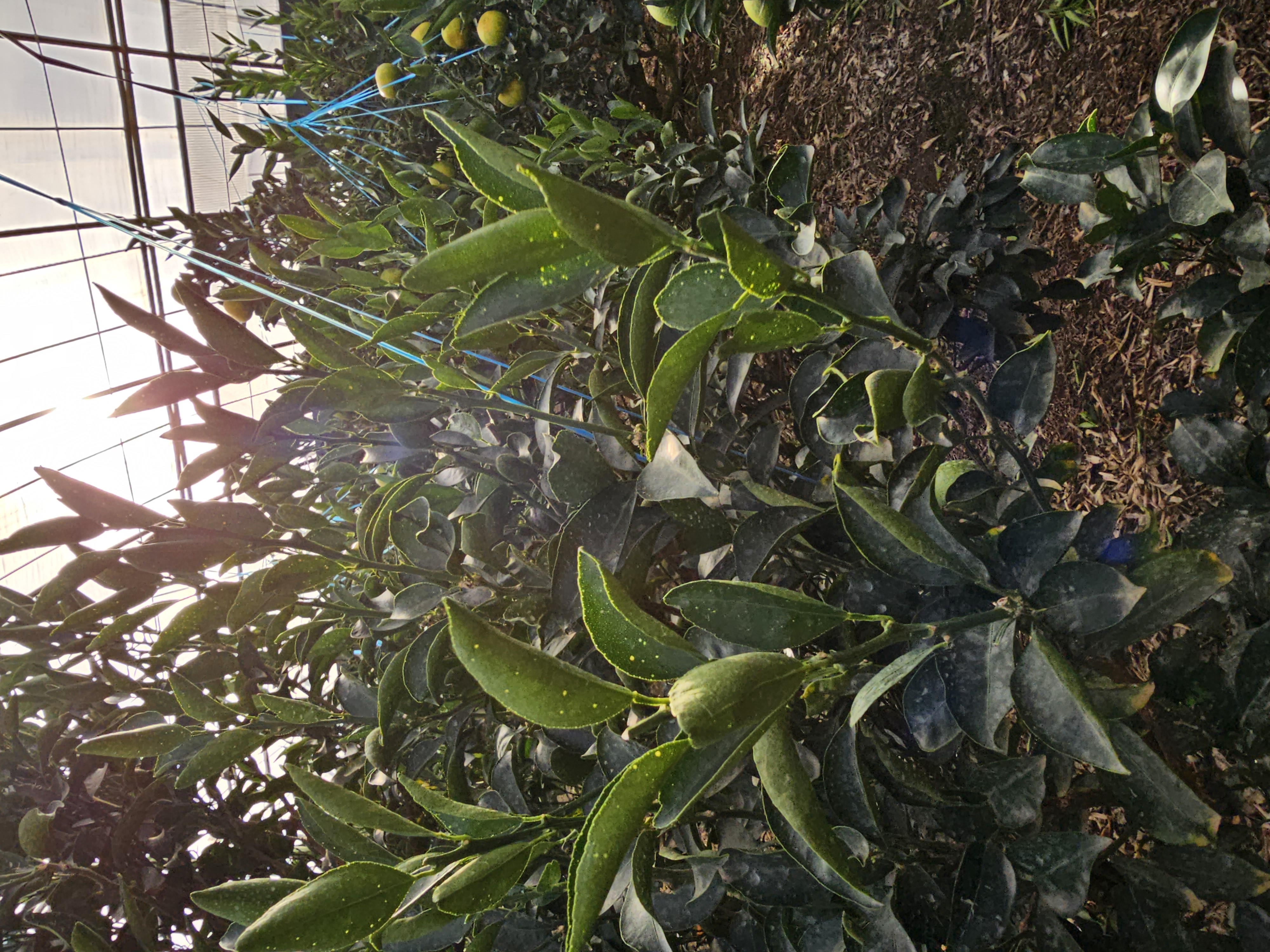 천혜향 잎 문의