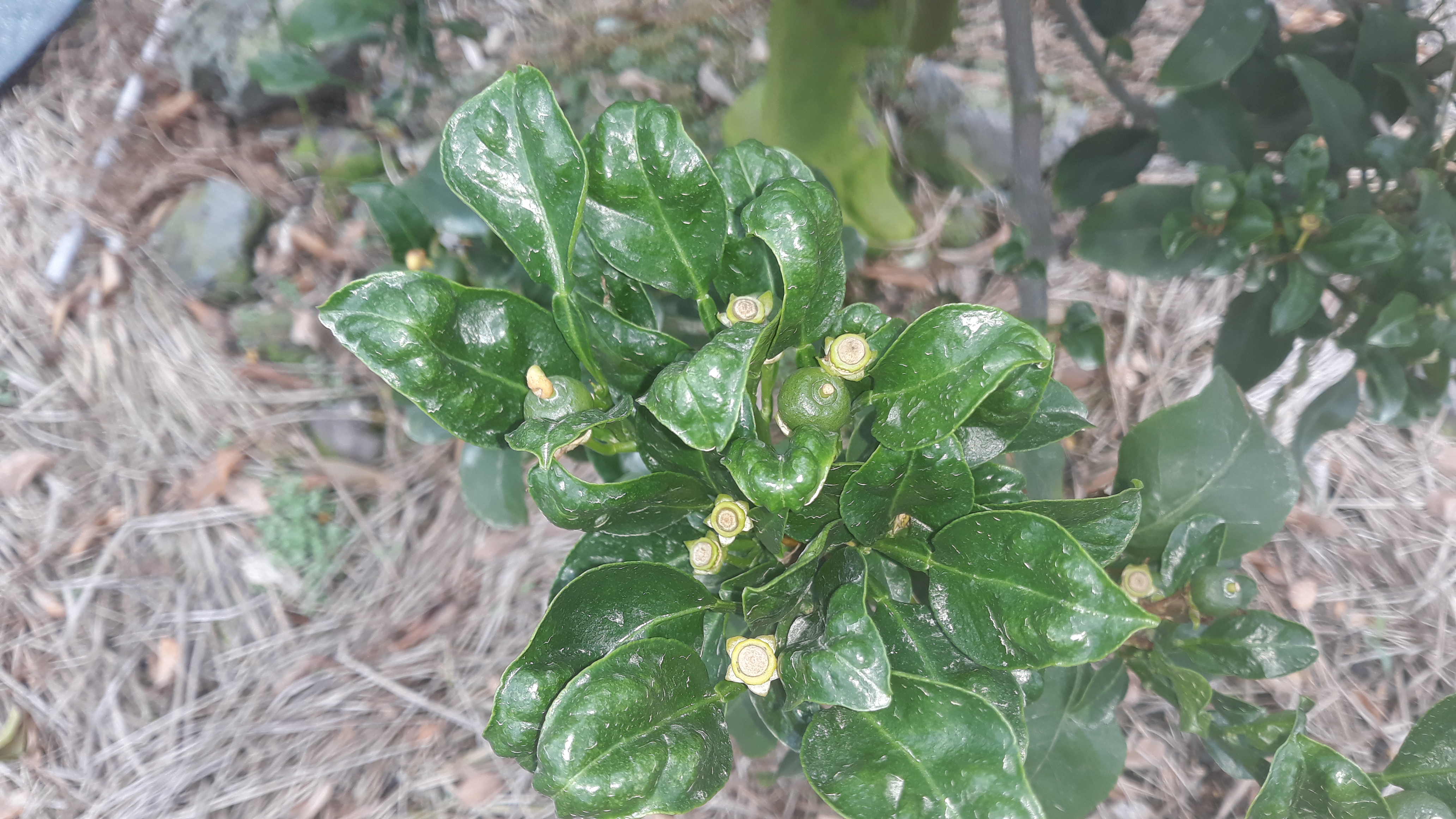 천혜향 잎이 이상해요.