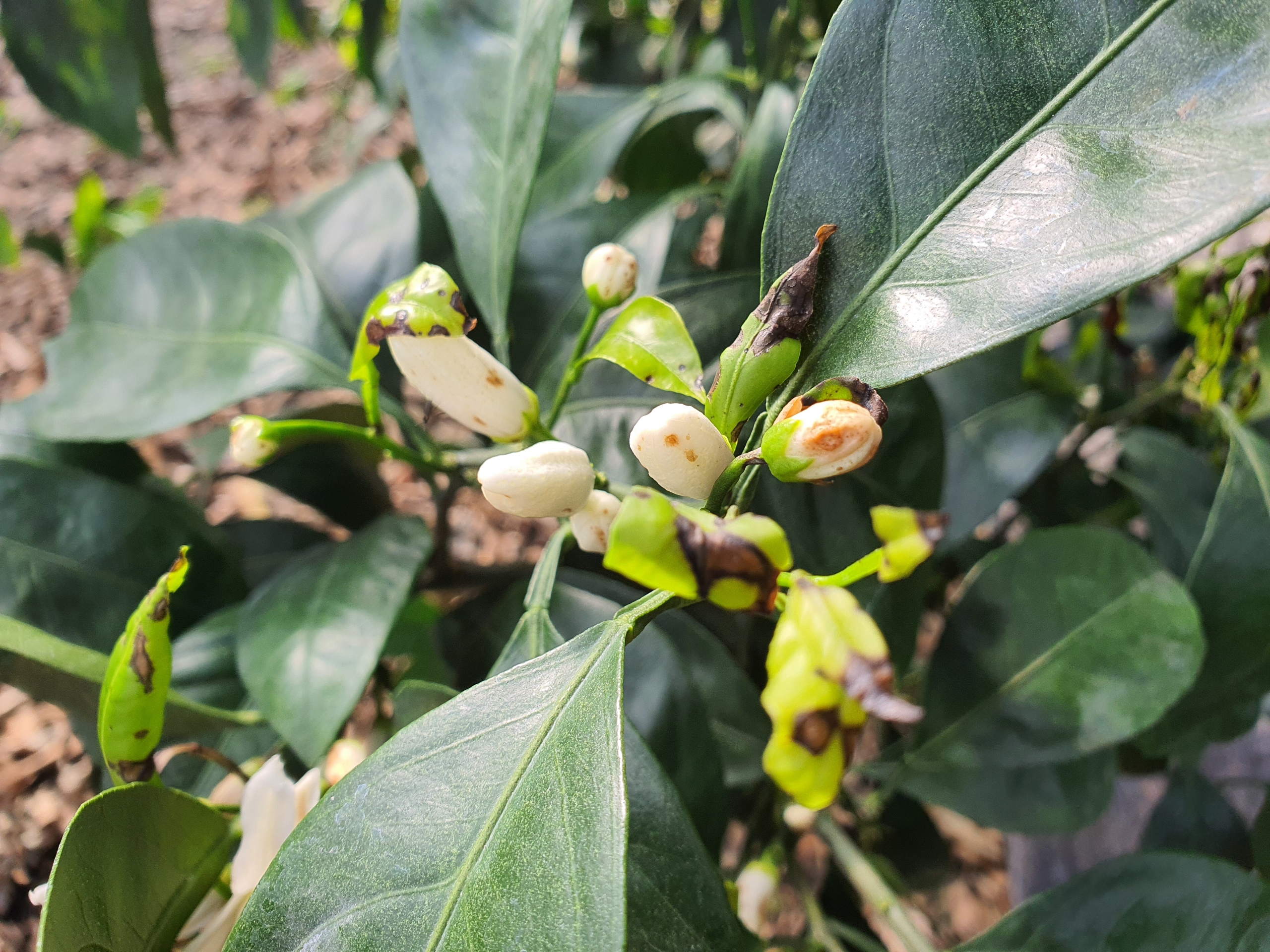 꽃잎과 나뭇잎에 반점이 생겼습니다... 무슨일일까요