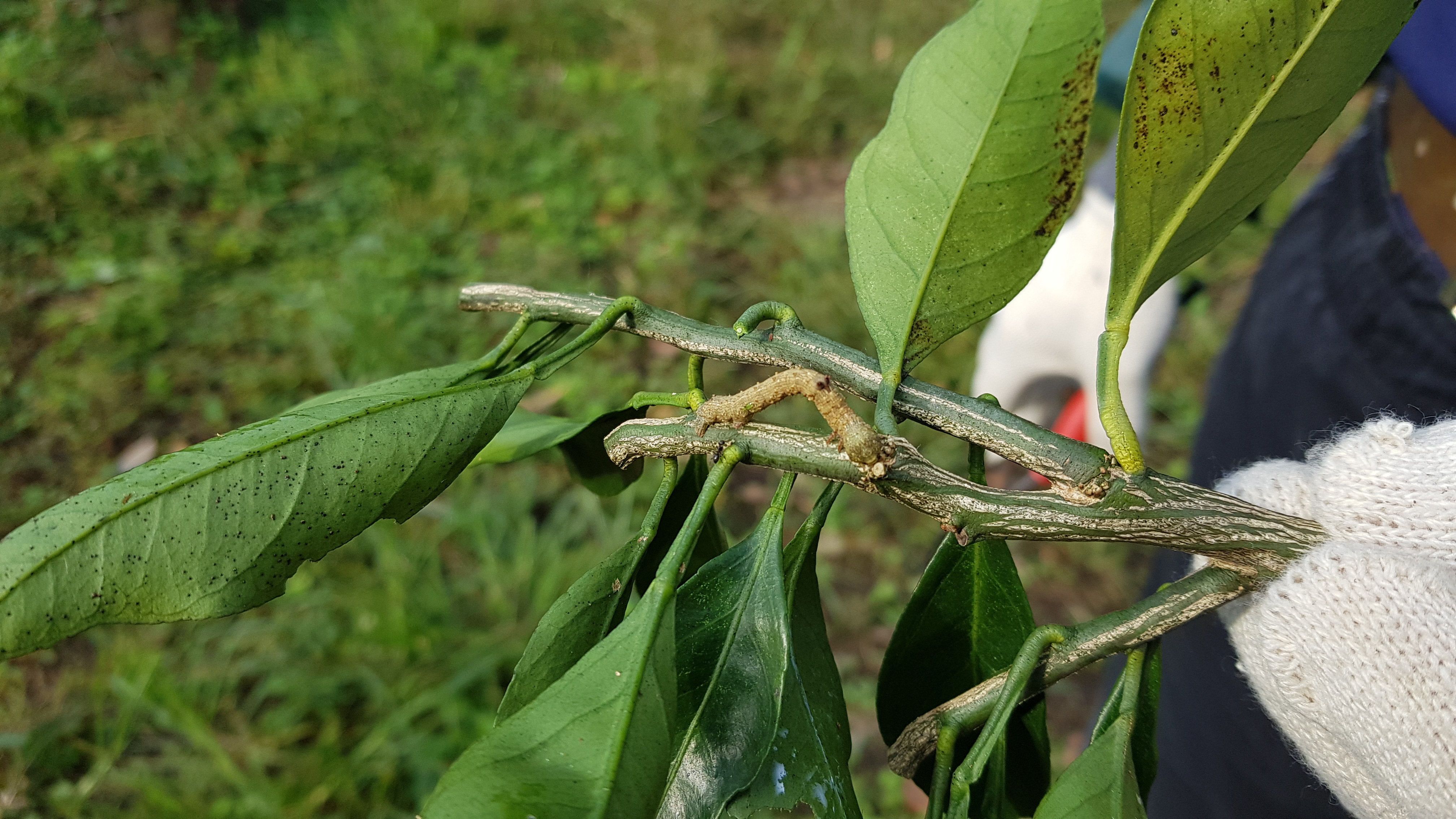 감귤 병해충에 대한 질의