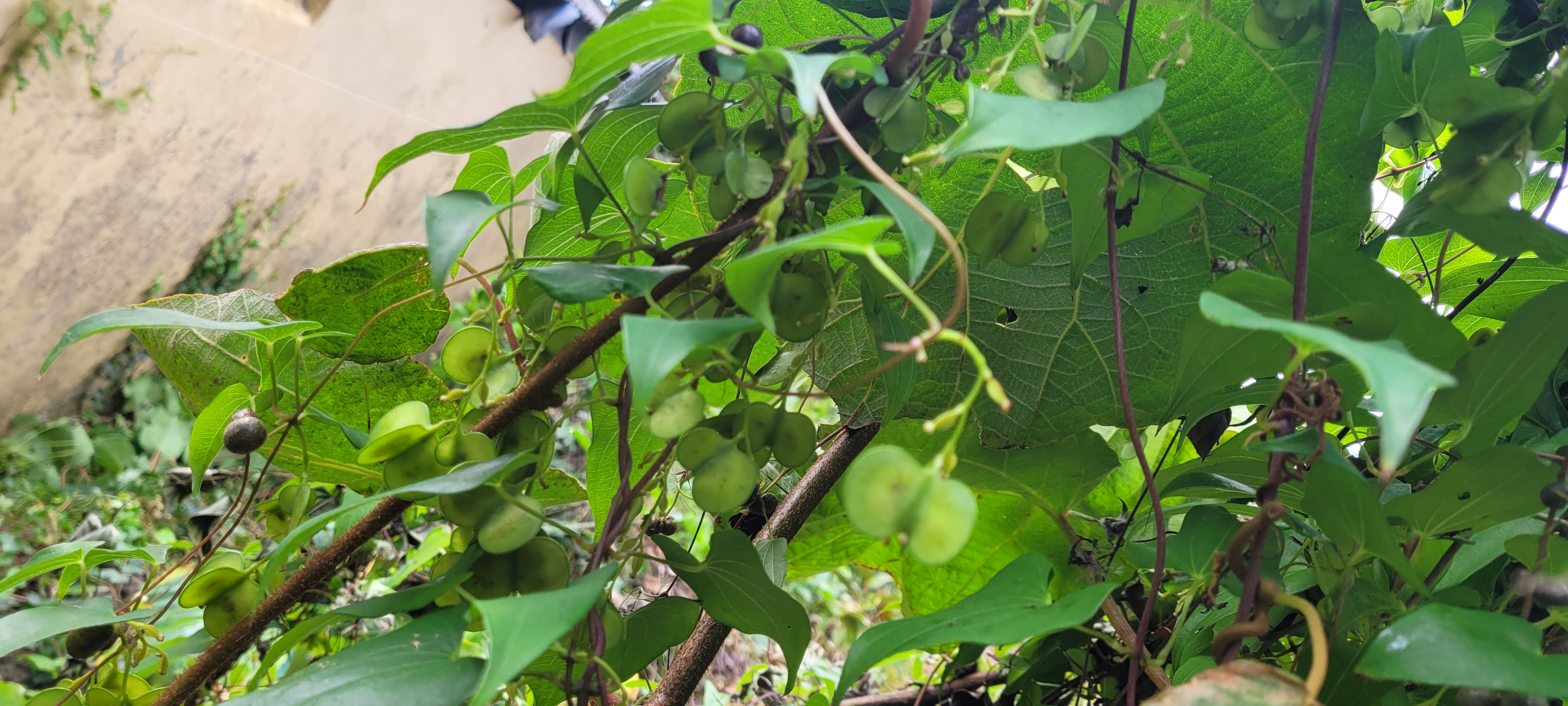 무슨 열매인지 알려주세요.