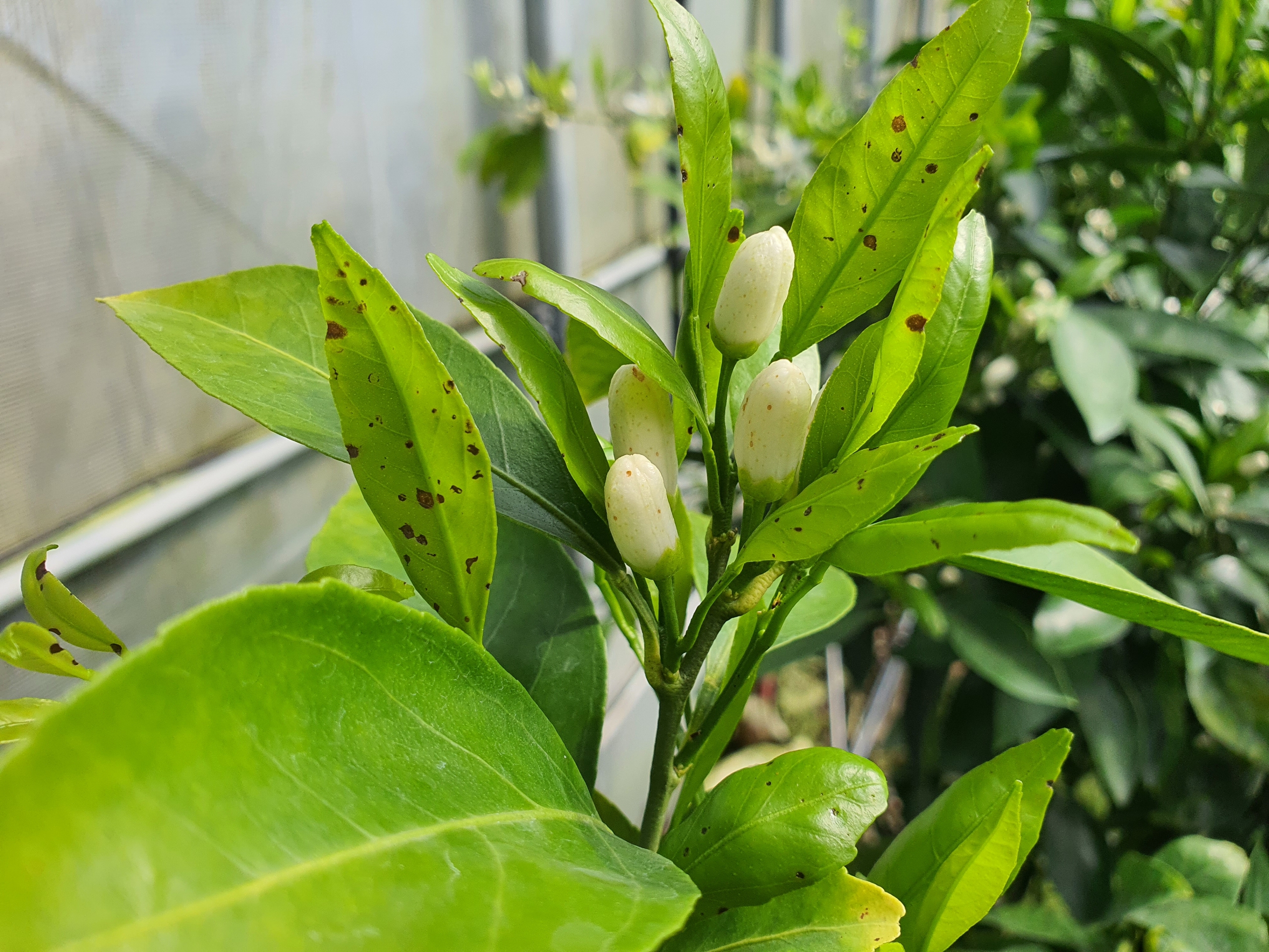 꽃잎과 나뭇잎에 반점이 생겼습니다... 무슨일일까요