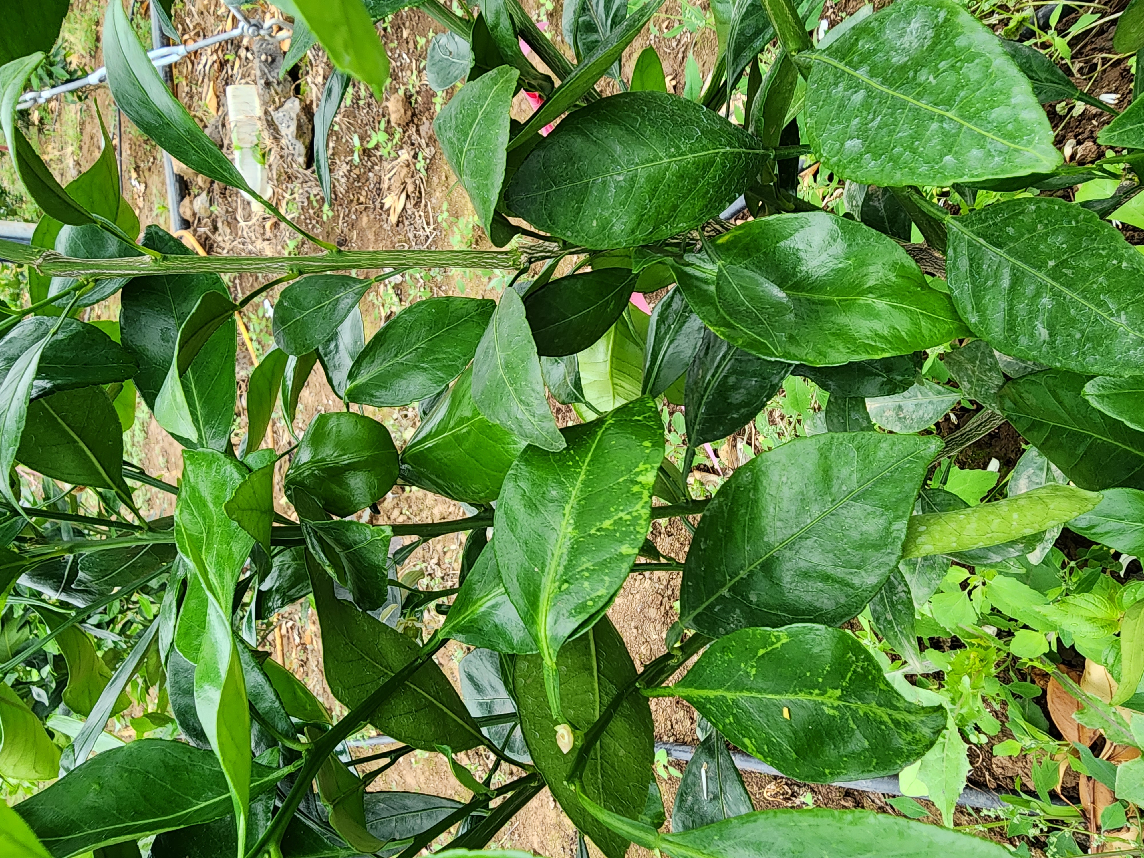 레드향 이상 현상